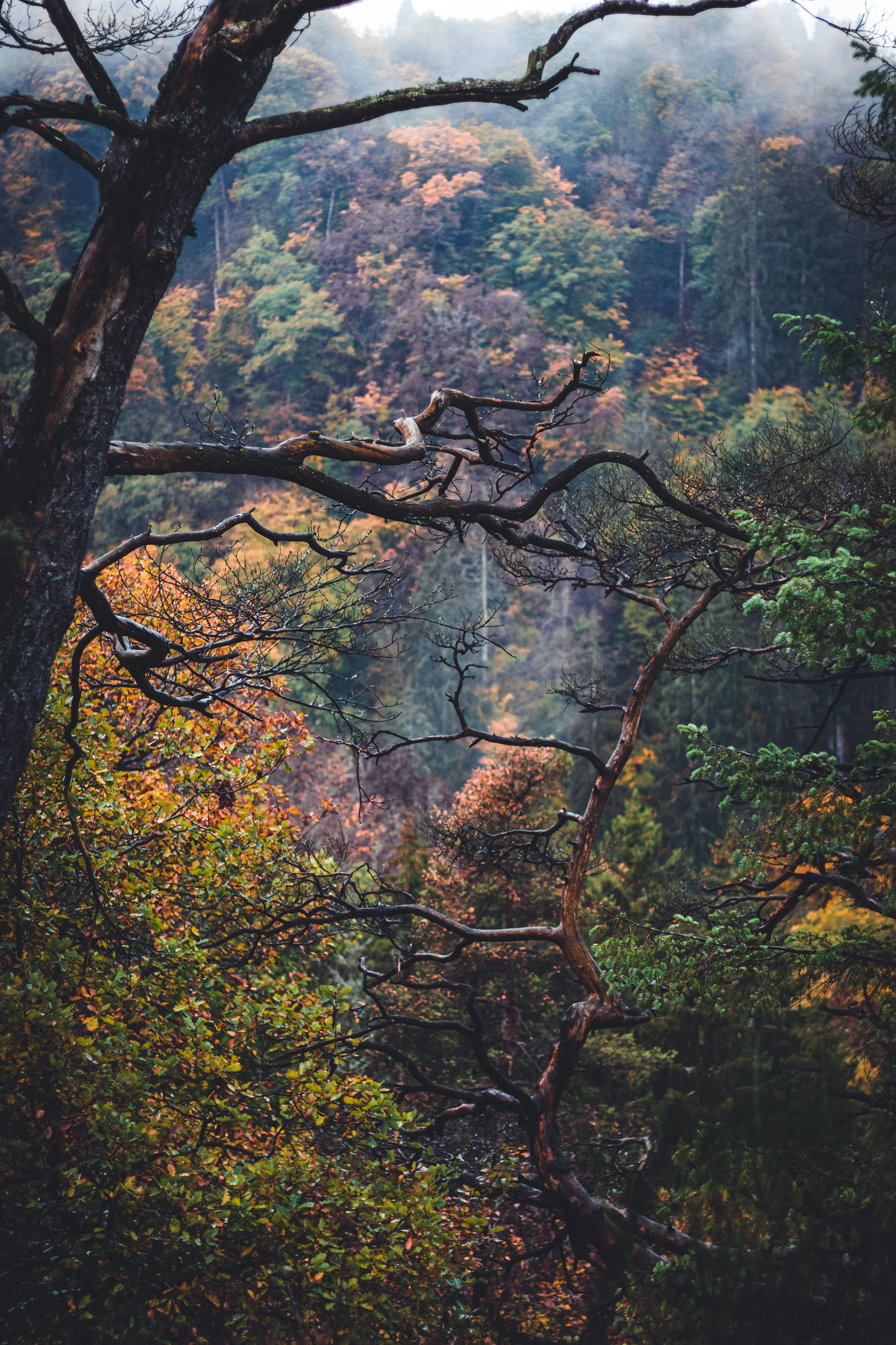 Colors of Autumn_Tobias Steffen_Photography.jpg