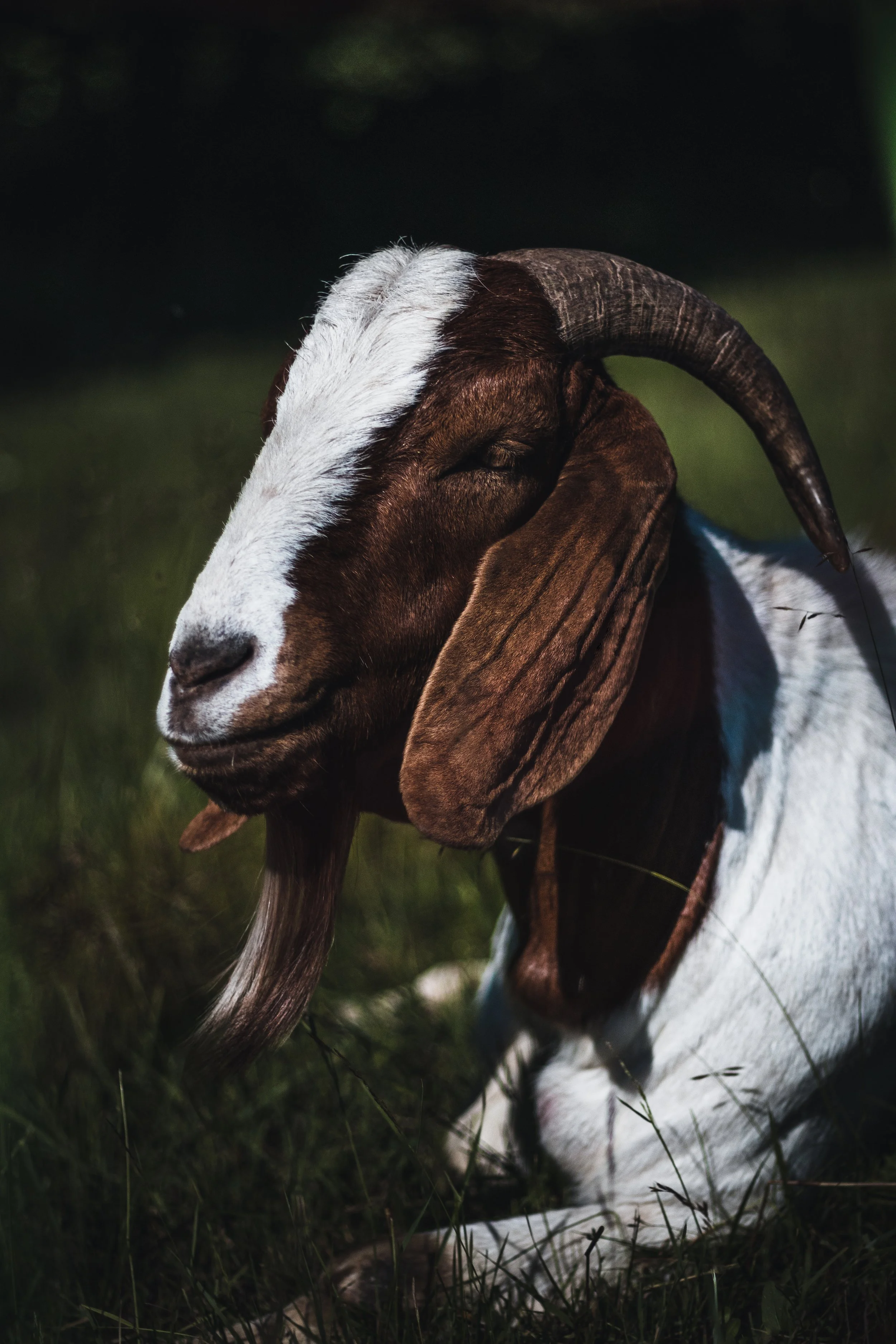 Goat 2_Tobias Steffen_Photography.jpg