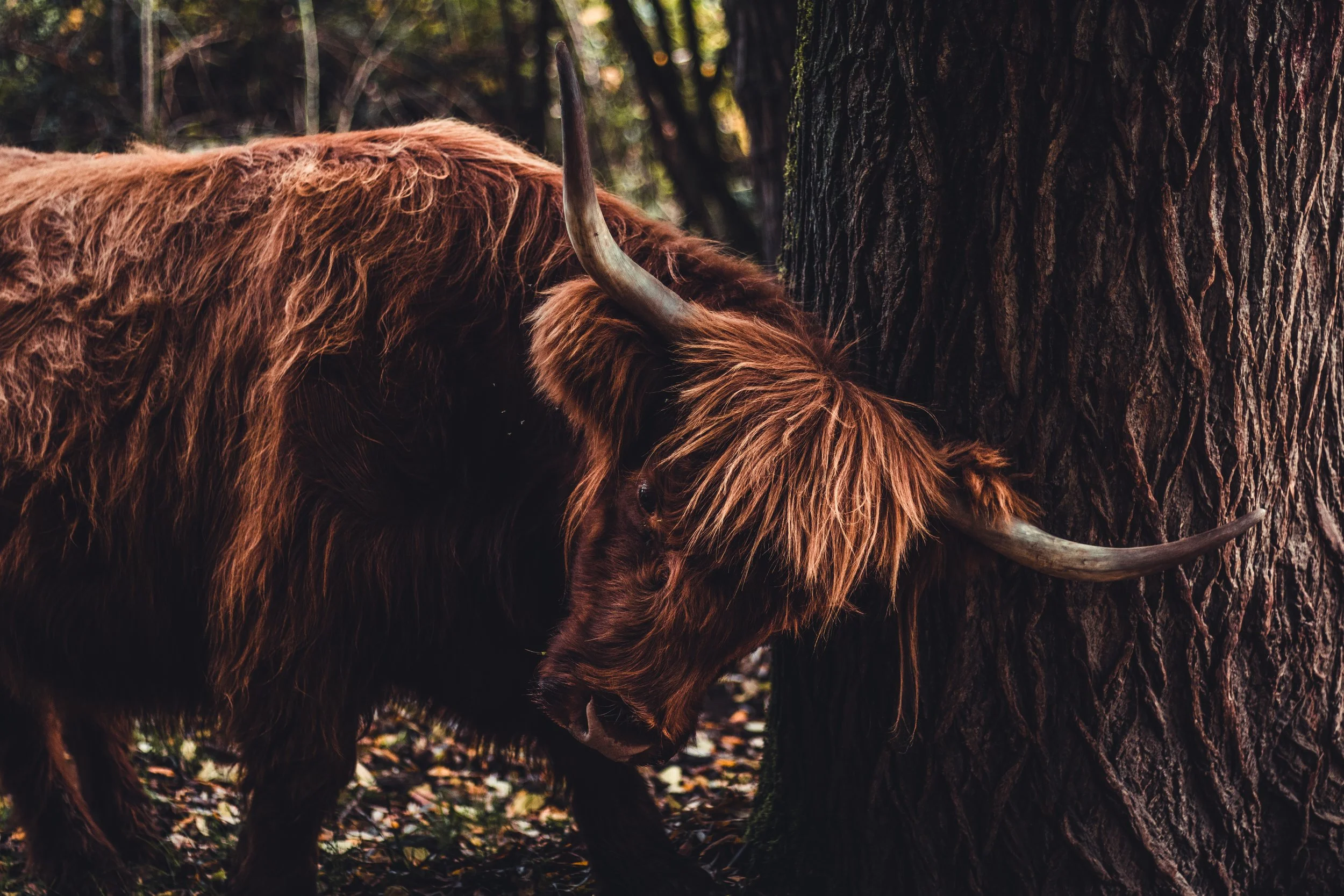 Bull_Scratching_Tobias Steffen_Photography.jpg