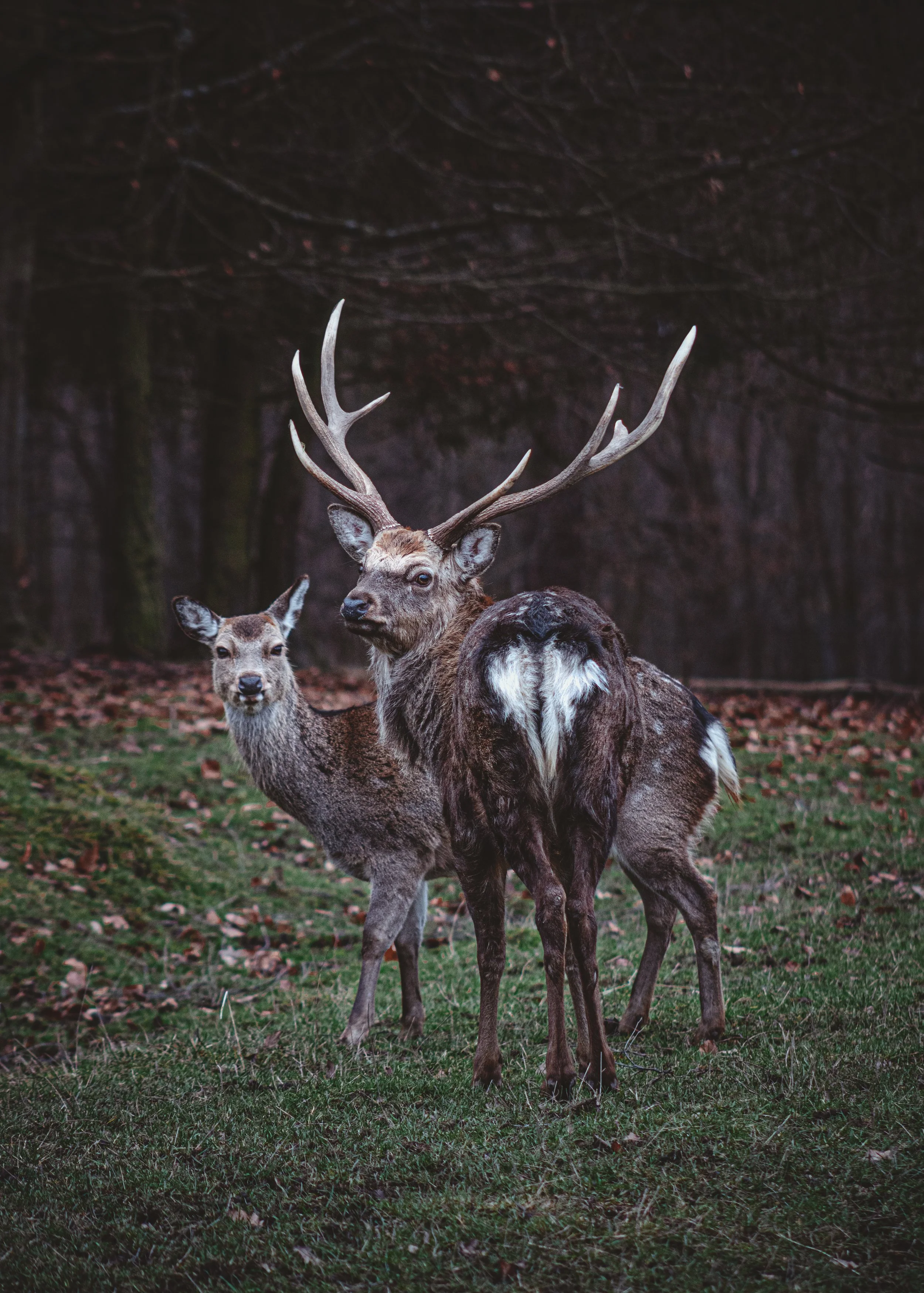 Deer Couple_Tobias Steffen_Photography.jpg