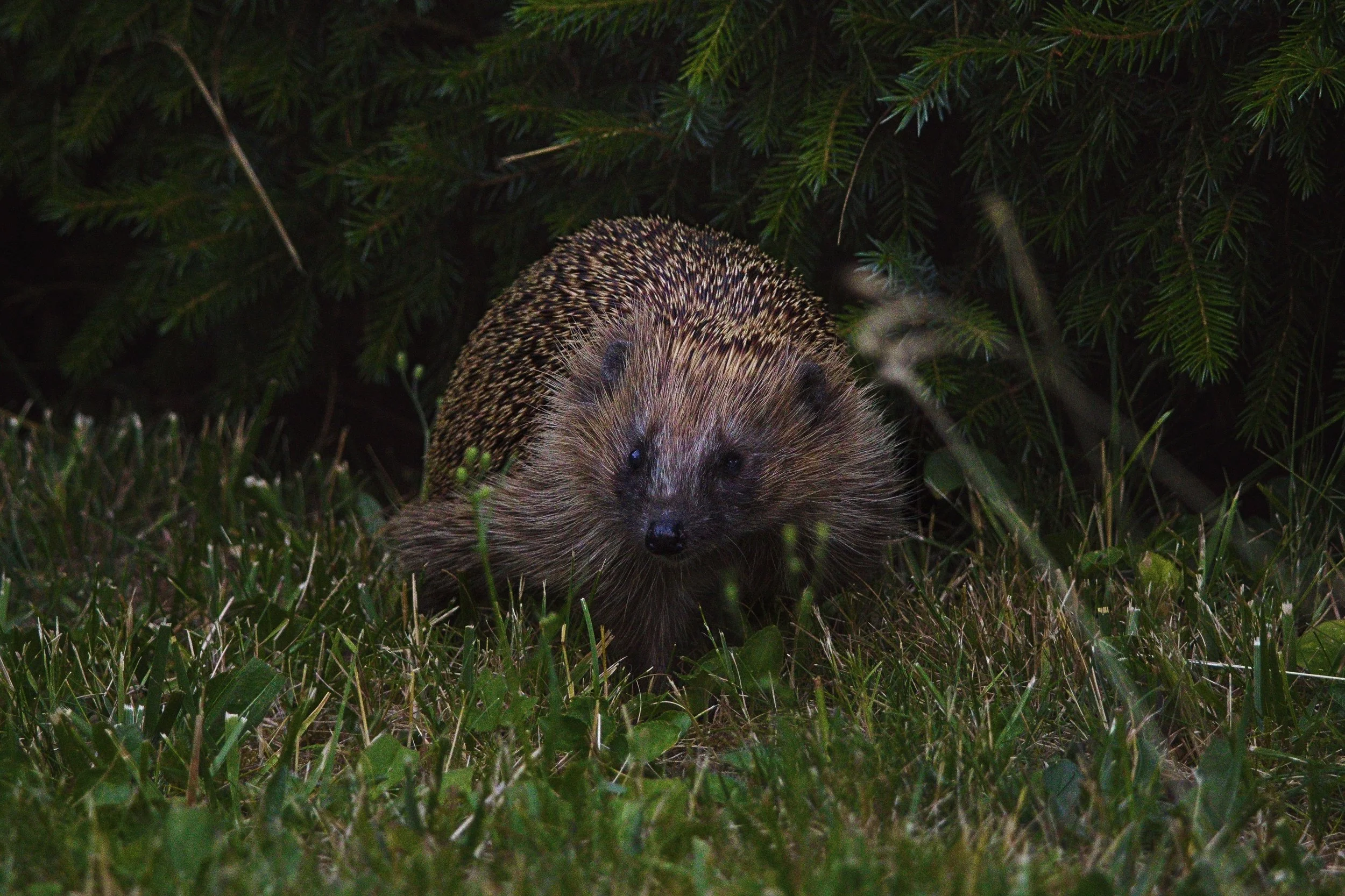 Hedgehog.jpg
