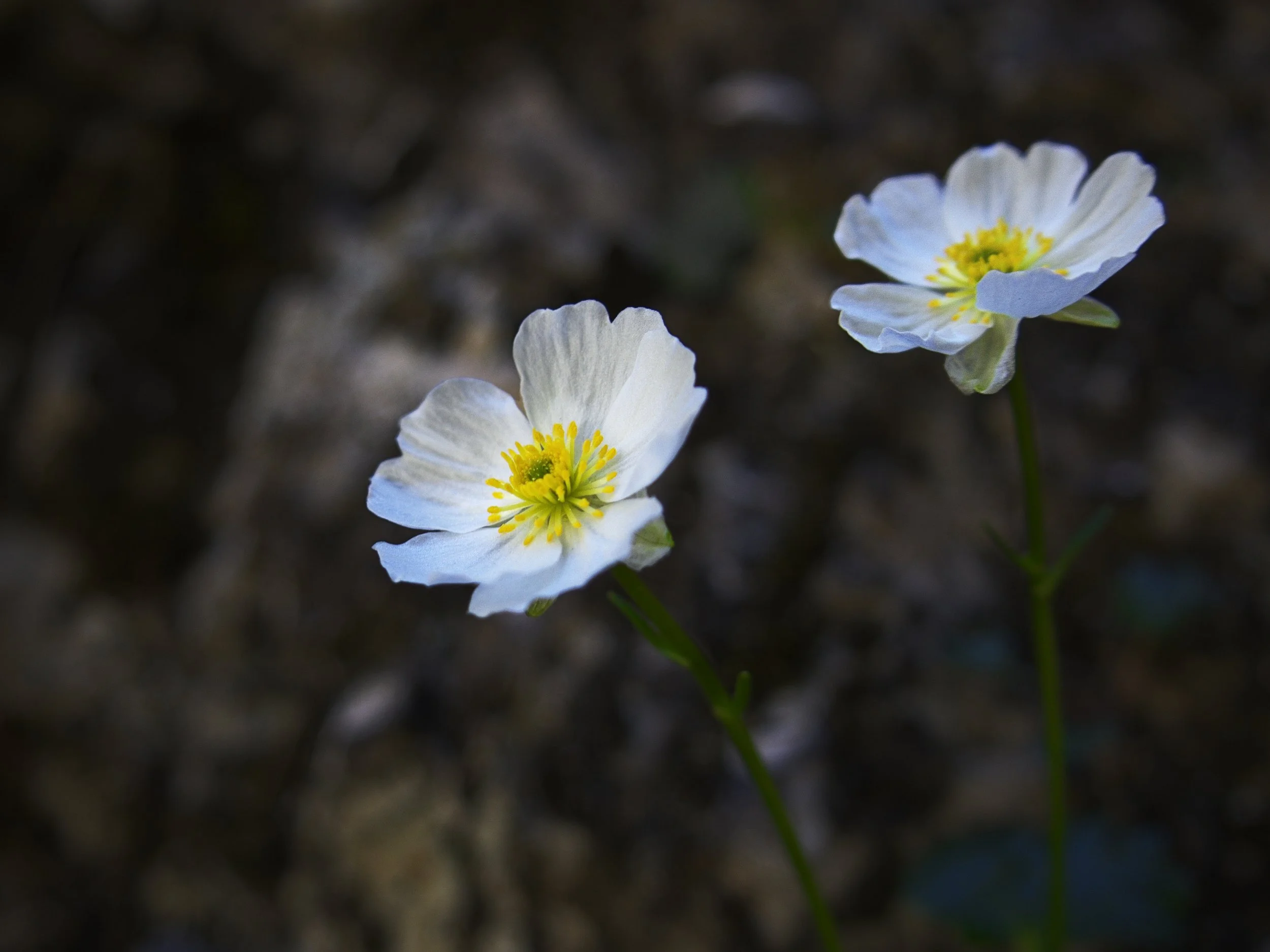 Alpen-Hahnenfuss in der Almbachklamm bei Berchtesgaden.