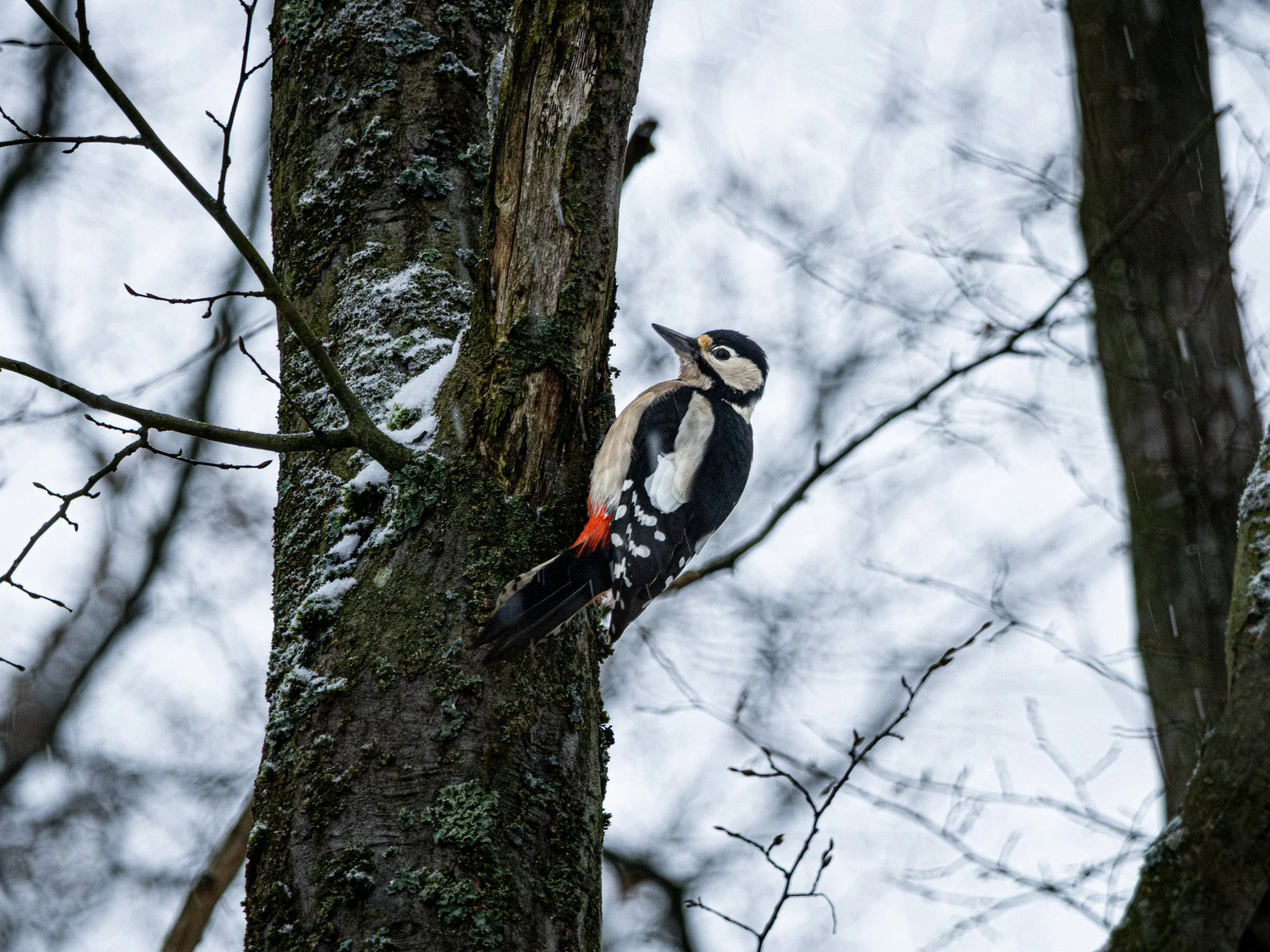 Great Spotted Woodpecker_Tobias Steffen_Photography.jpg