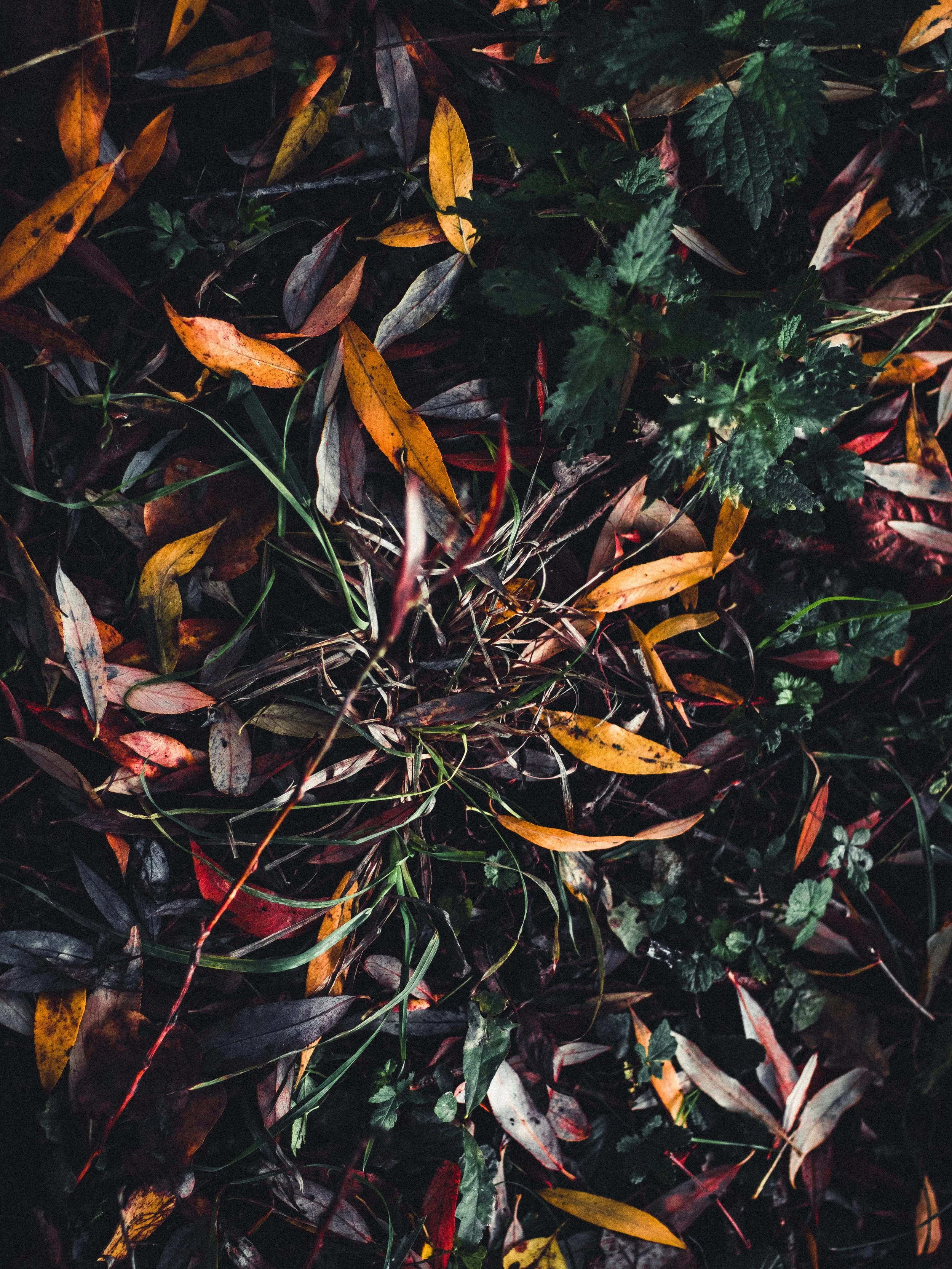 Autumns Leaves_Tobias Steffen_Photography.jpg