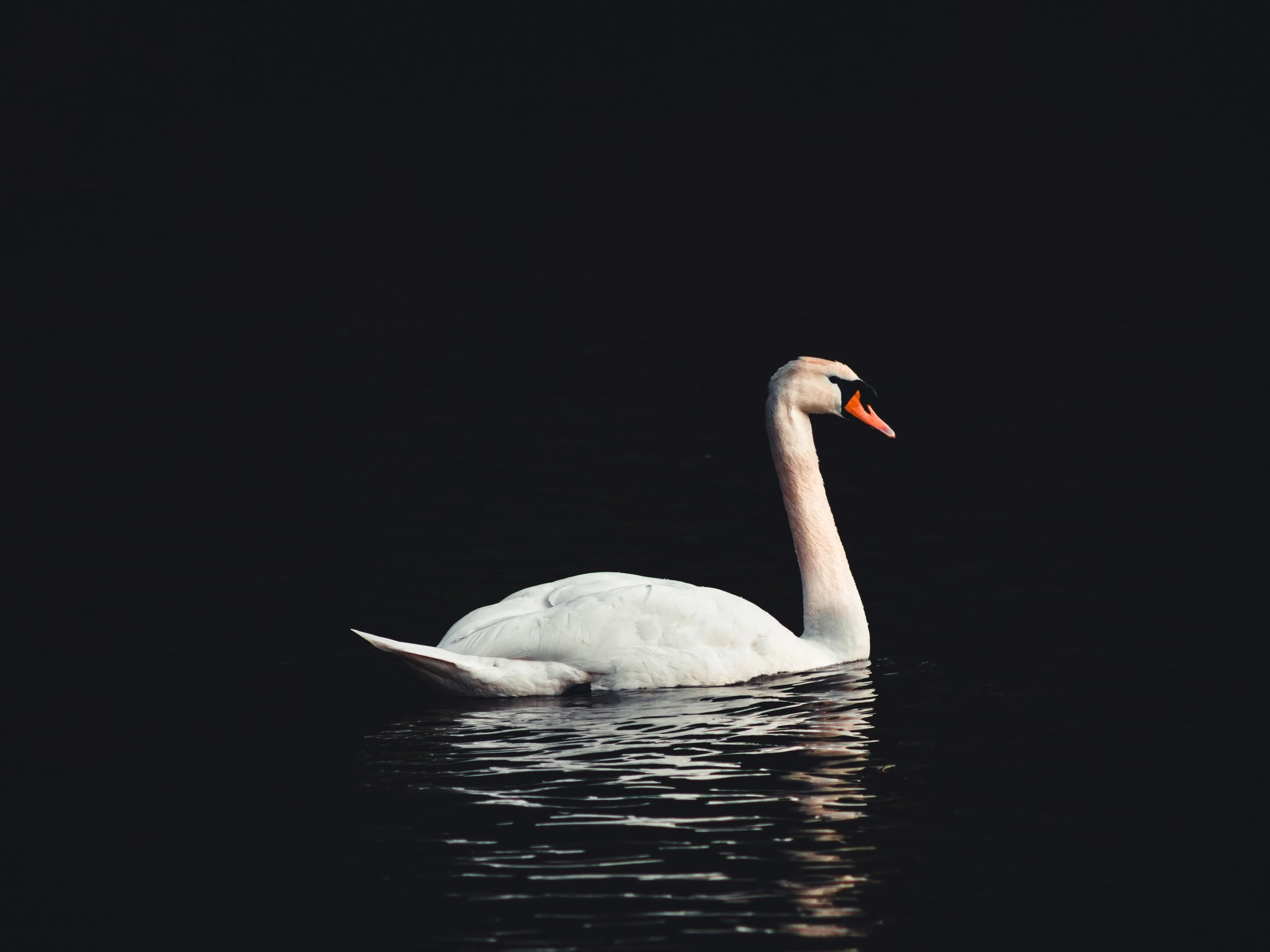 Black Swan_Tobias Steffen_Photography.jpg