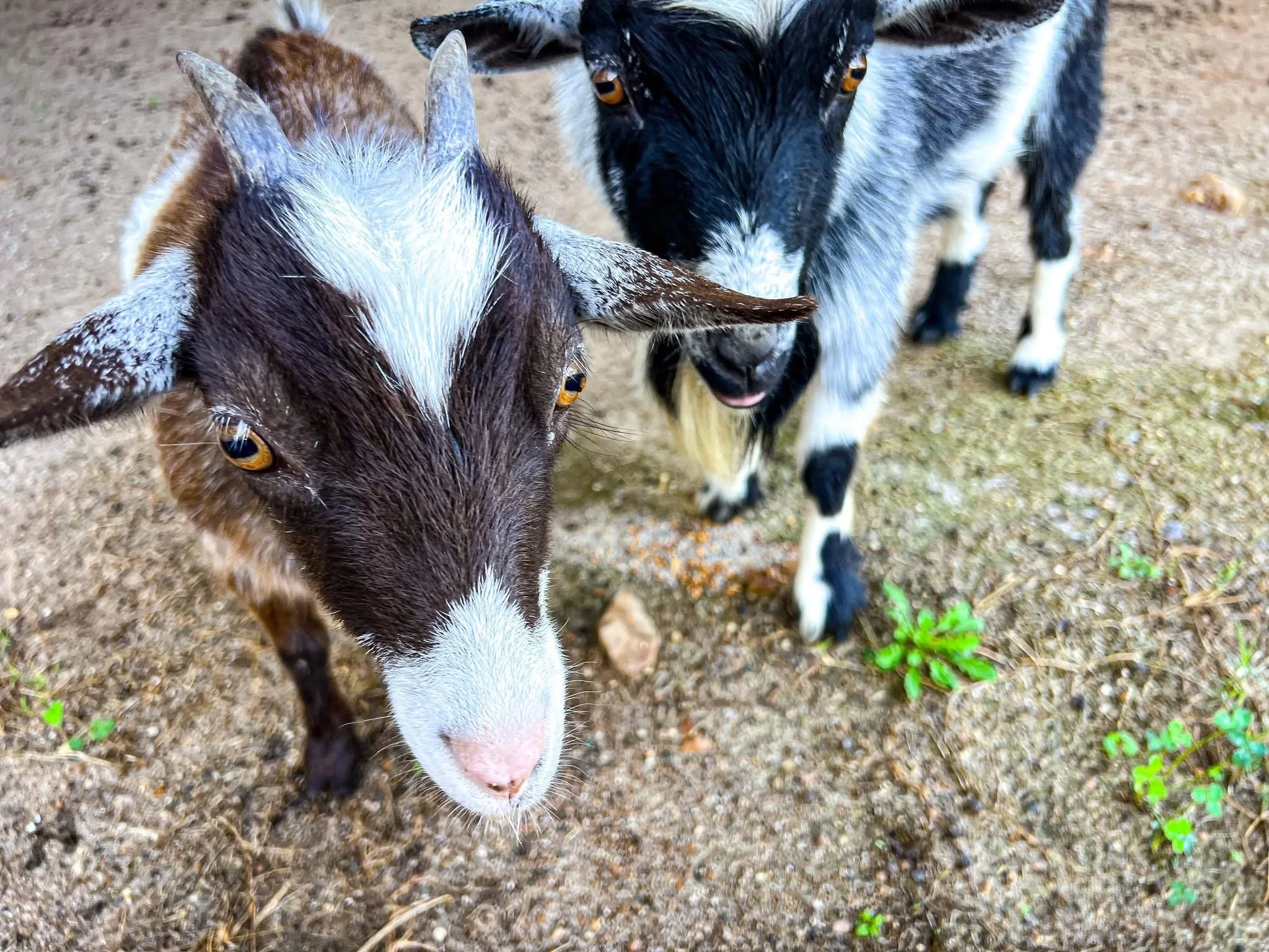 Close-up of two baby goats on dirt ground, one brown and white with floppy ears, the other black and white with yellow eyes, looking at the camera.