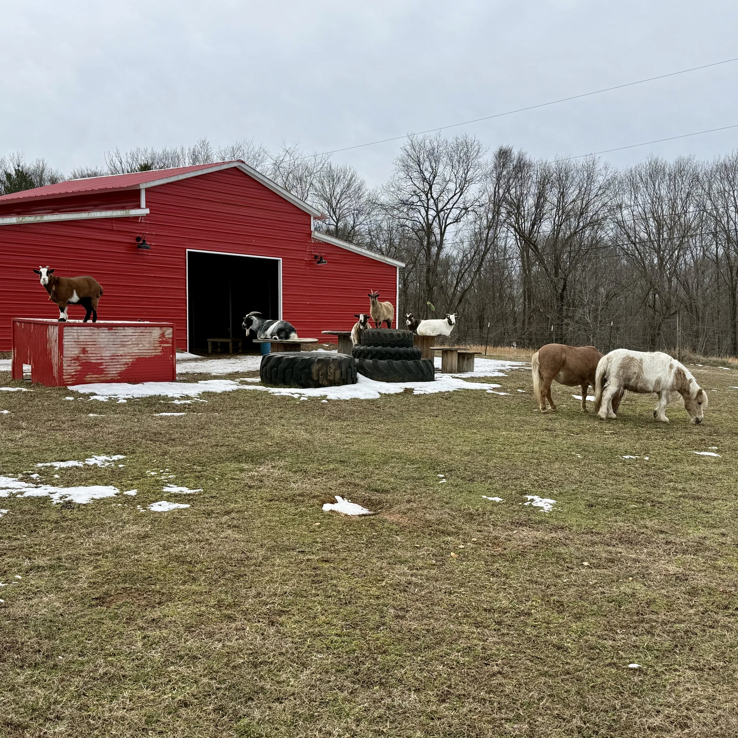Farmyard scene with goats on and near tires, a red barn, and two ponies grazing on grass with patches of snow, against a background of leafless trees under an overcast sky.