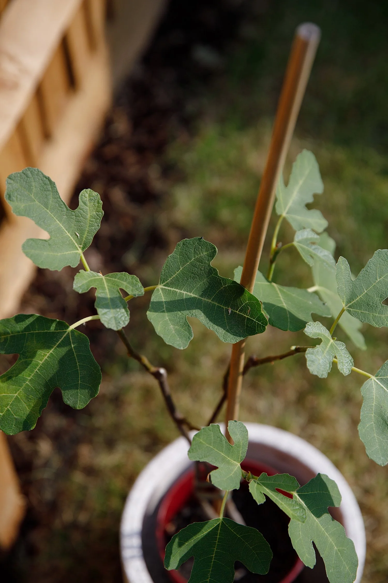 Young fig tree in a pot with a stick supporting it.