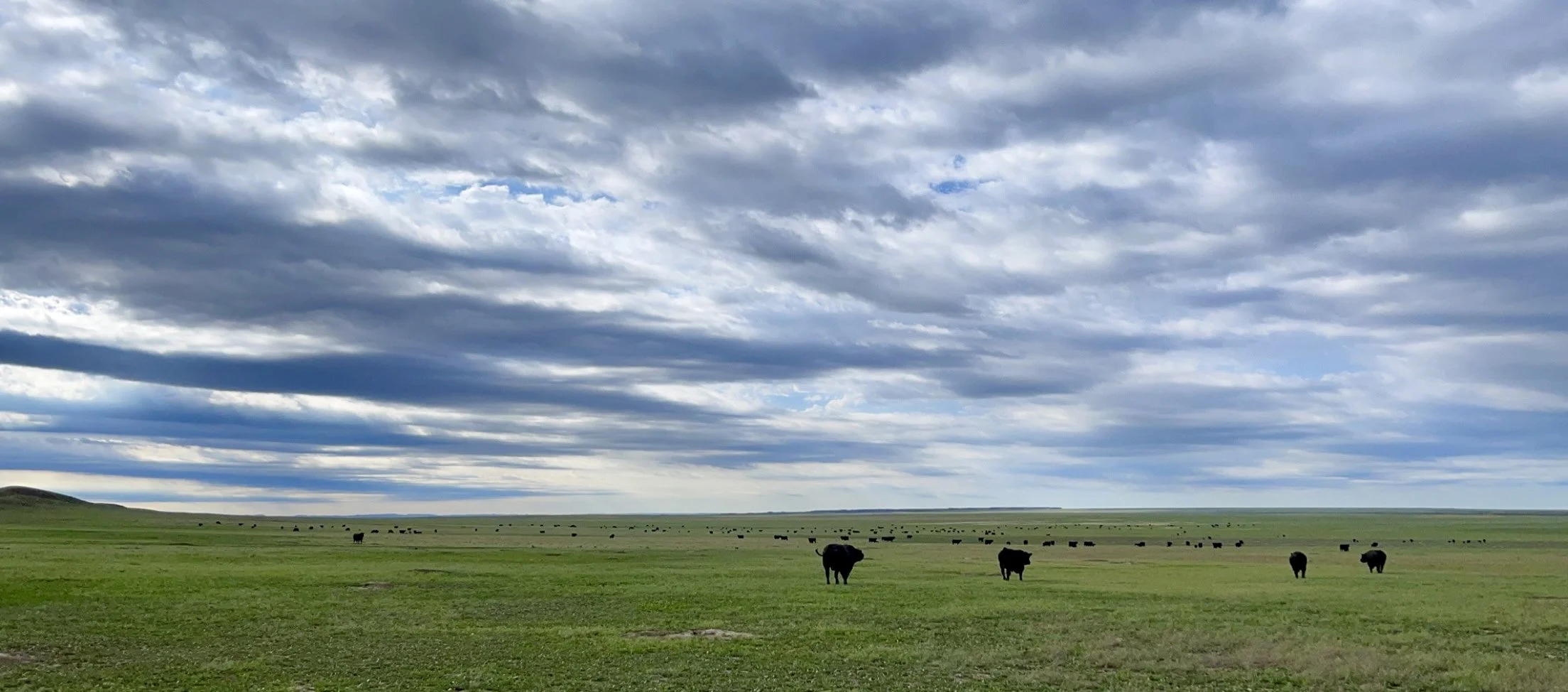 Open grassland with scattered black cattle and a vast sky filled with layered clouds.