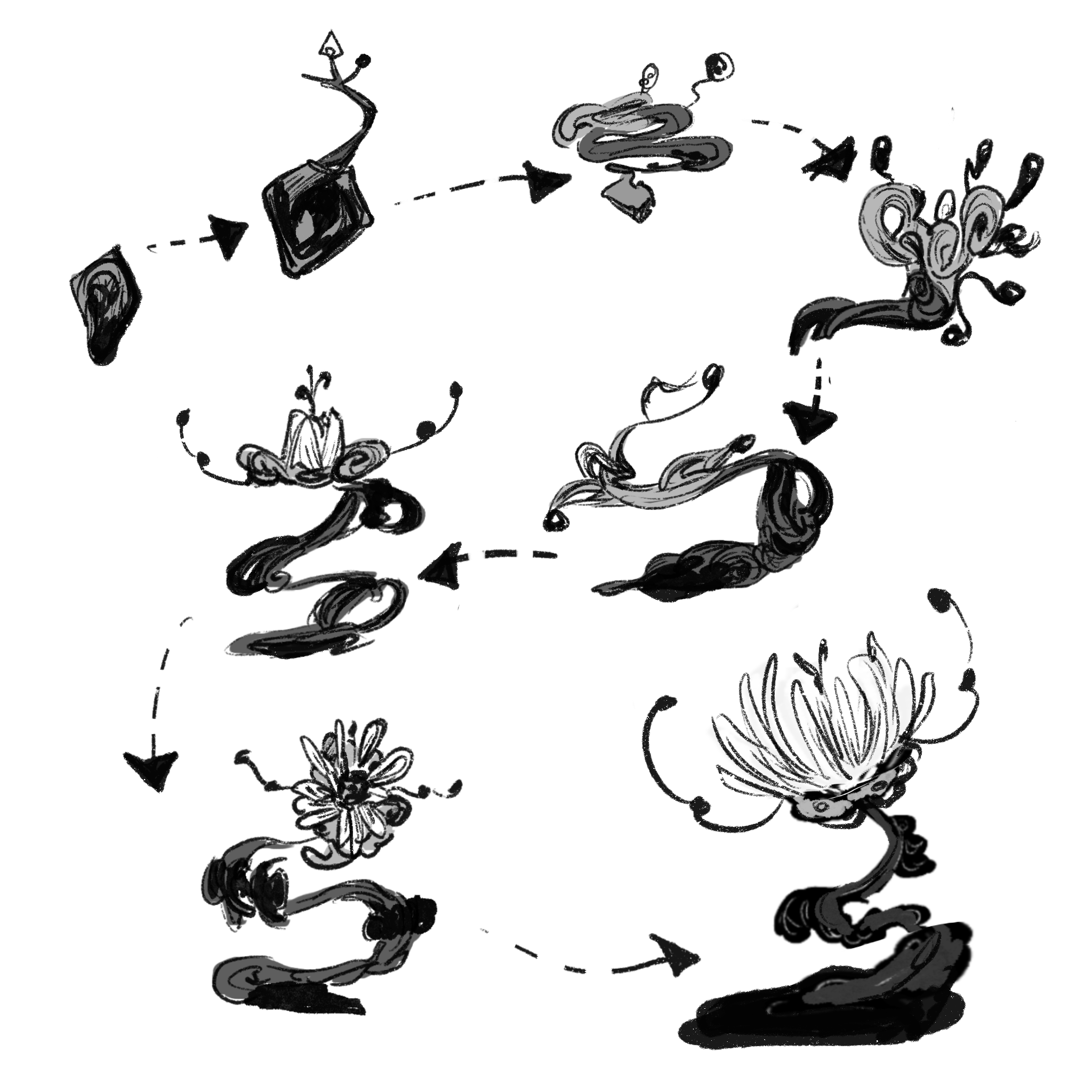 plant life cycle (1).png