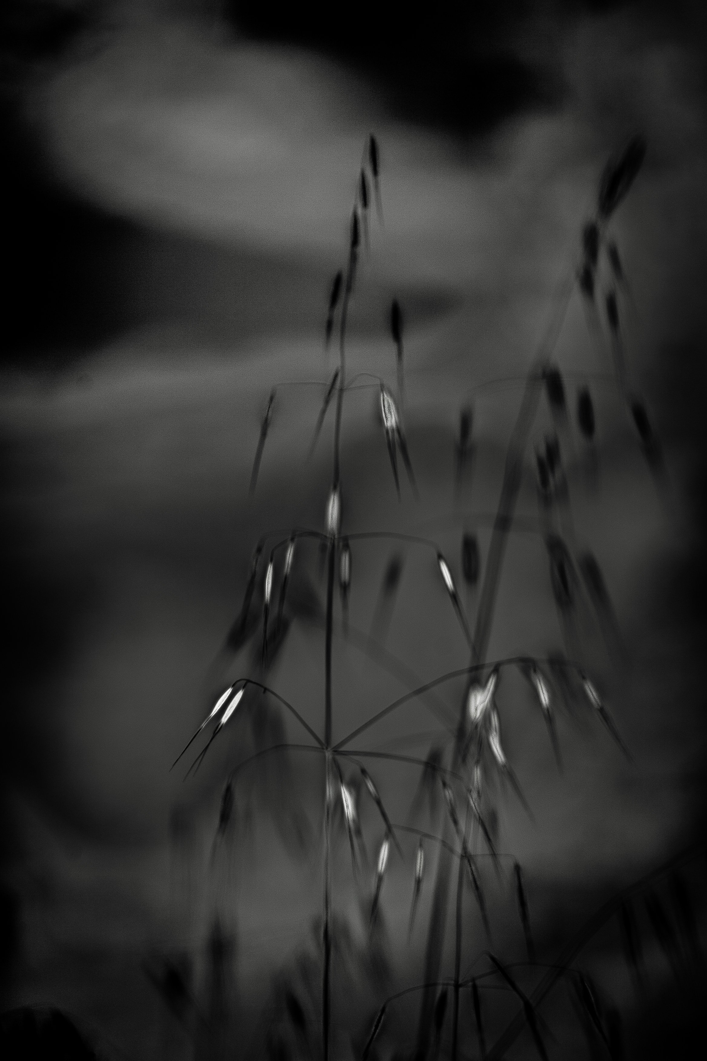 FoxTails3 copy.jpg