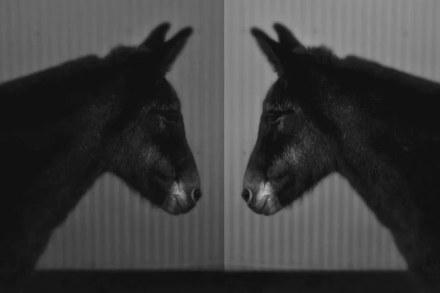 Mules.jpg