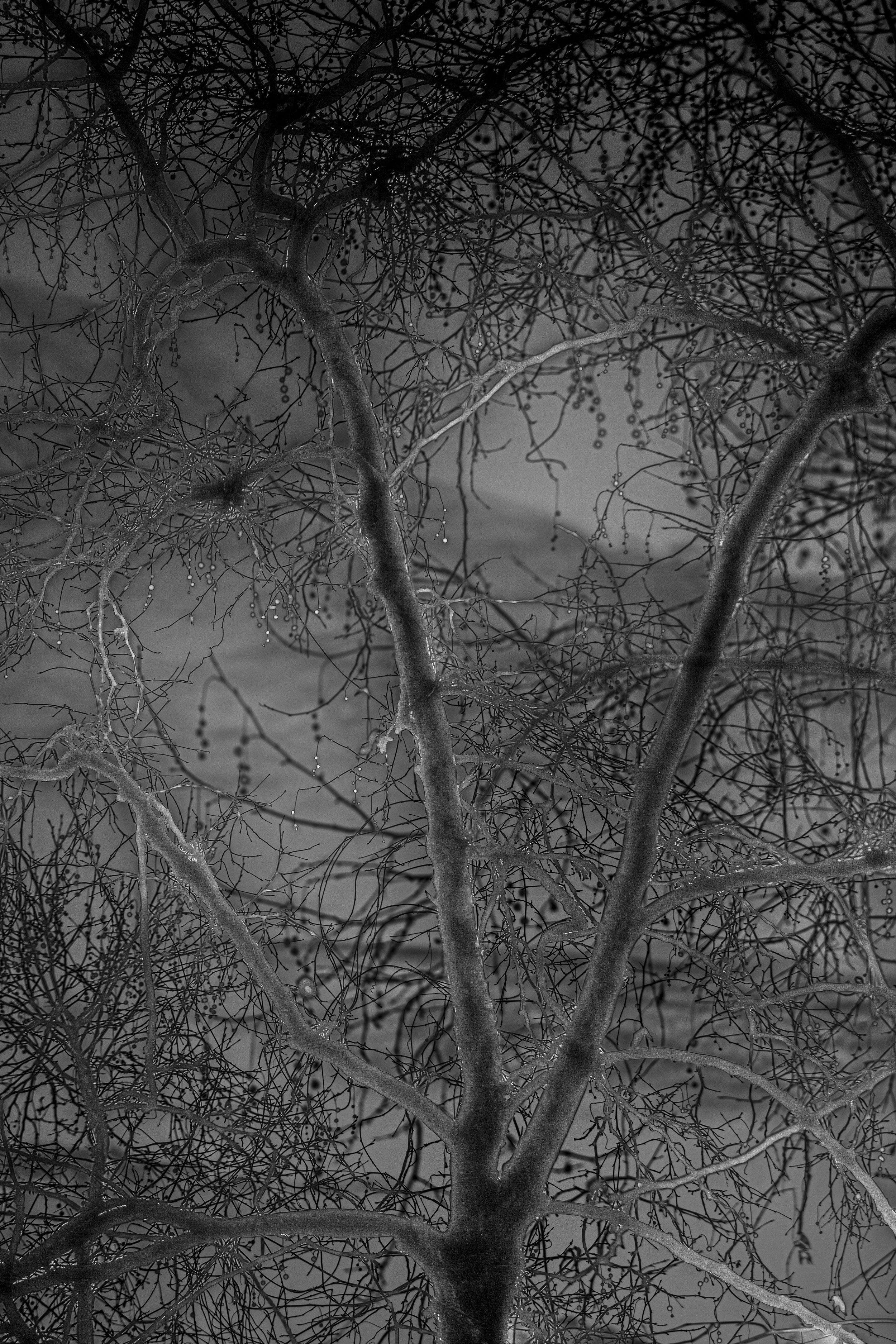 DarkForest4 copy.jpg