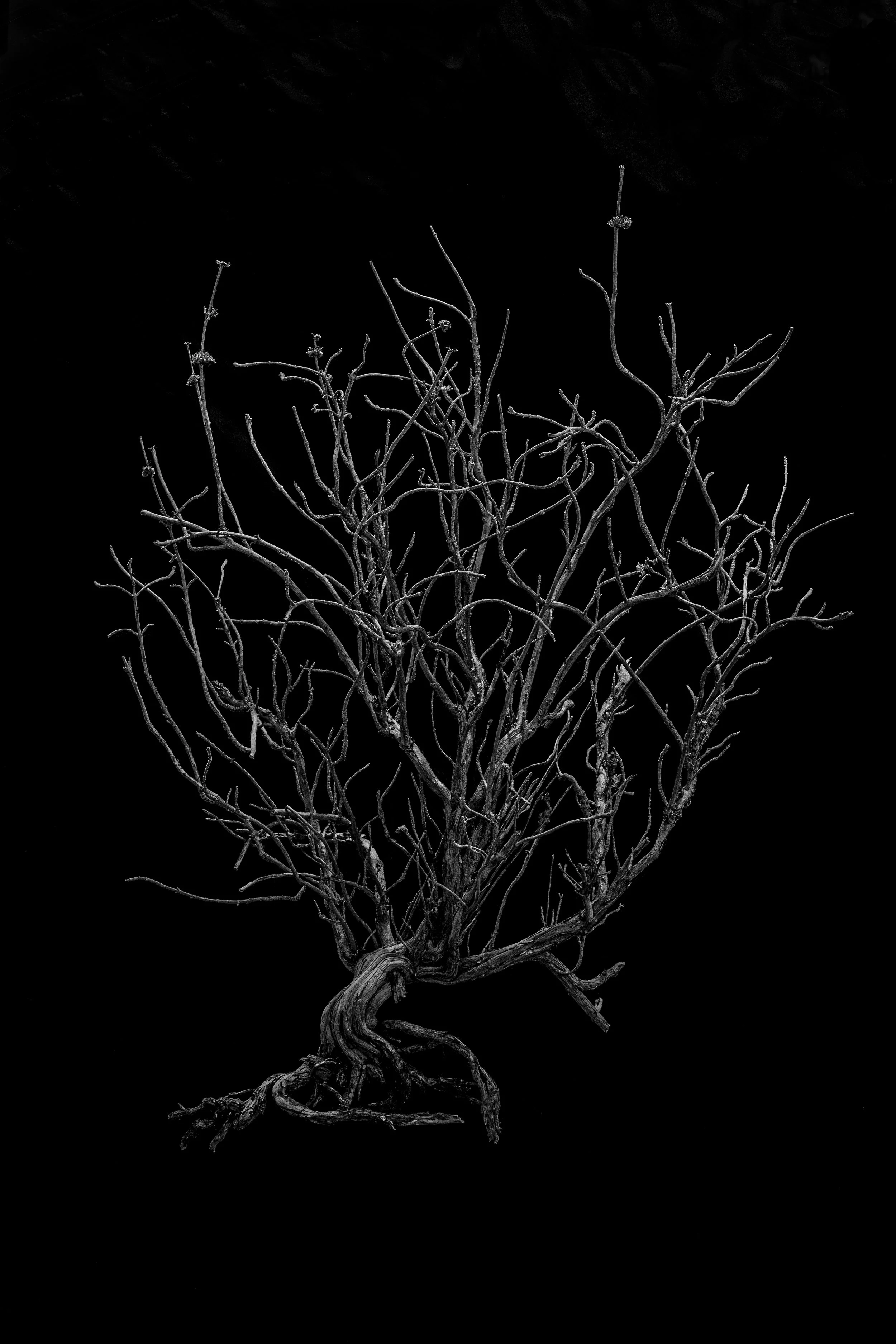 UpRooted.jpg