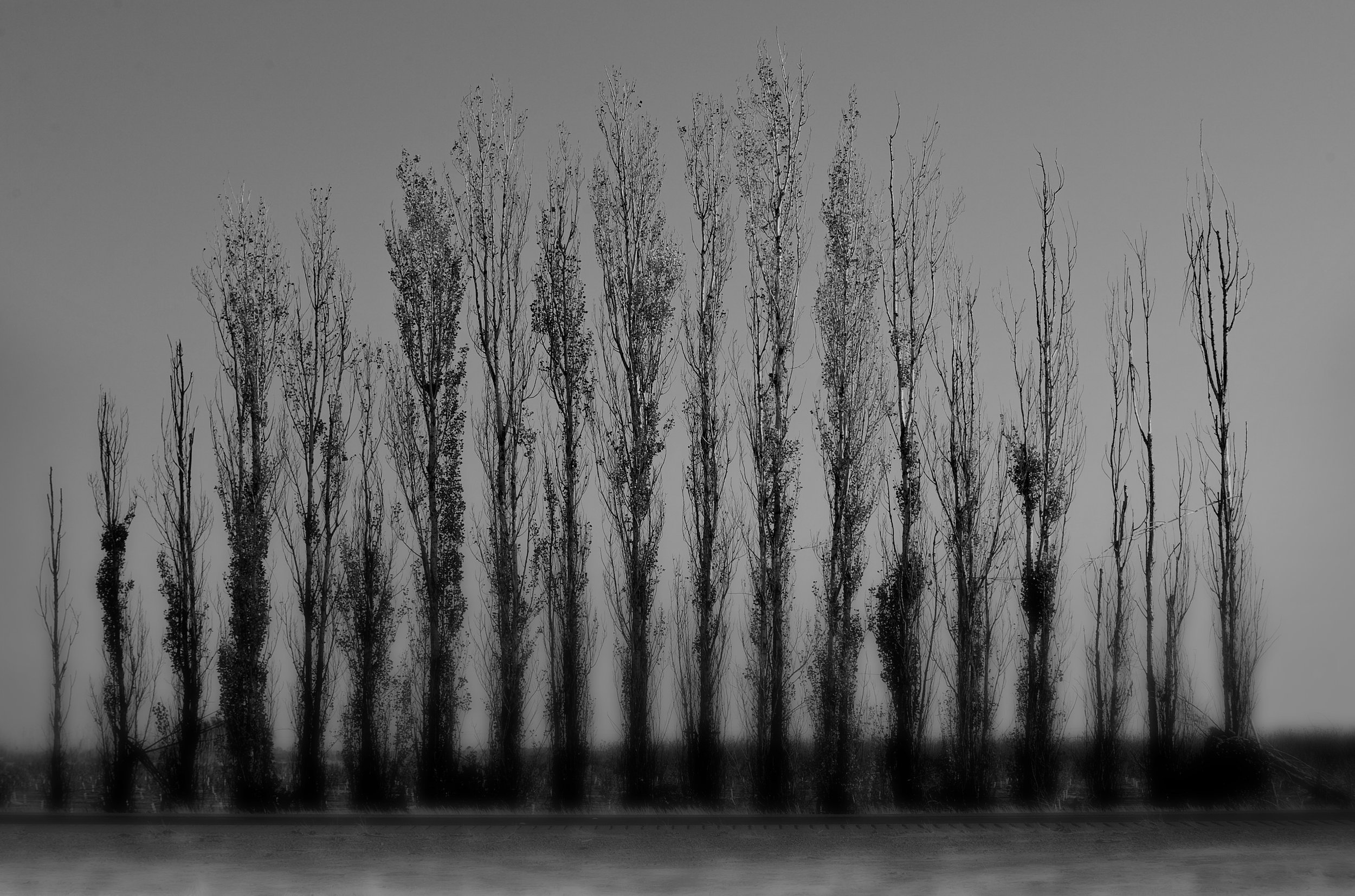 I-5Trees.jpg