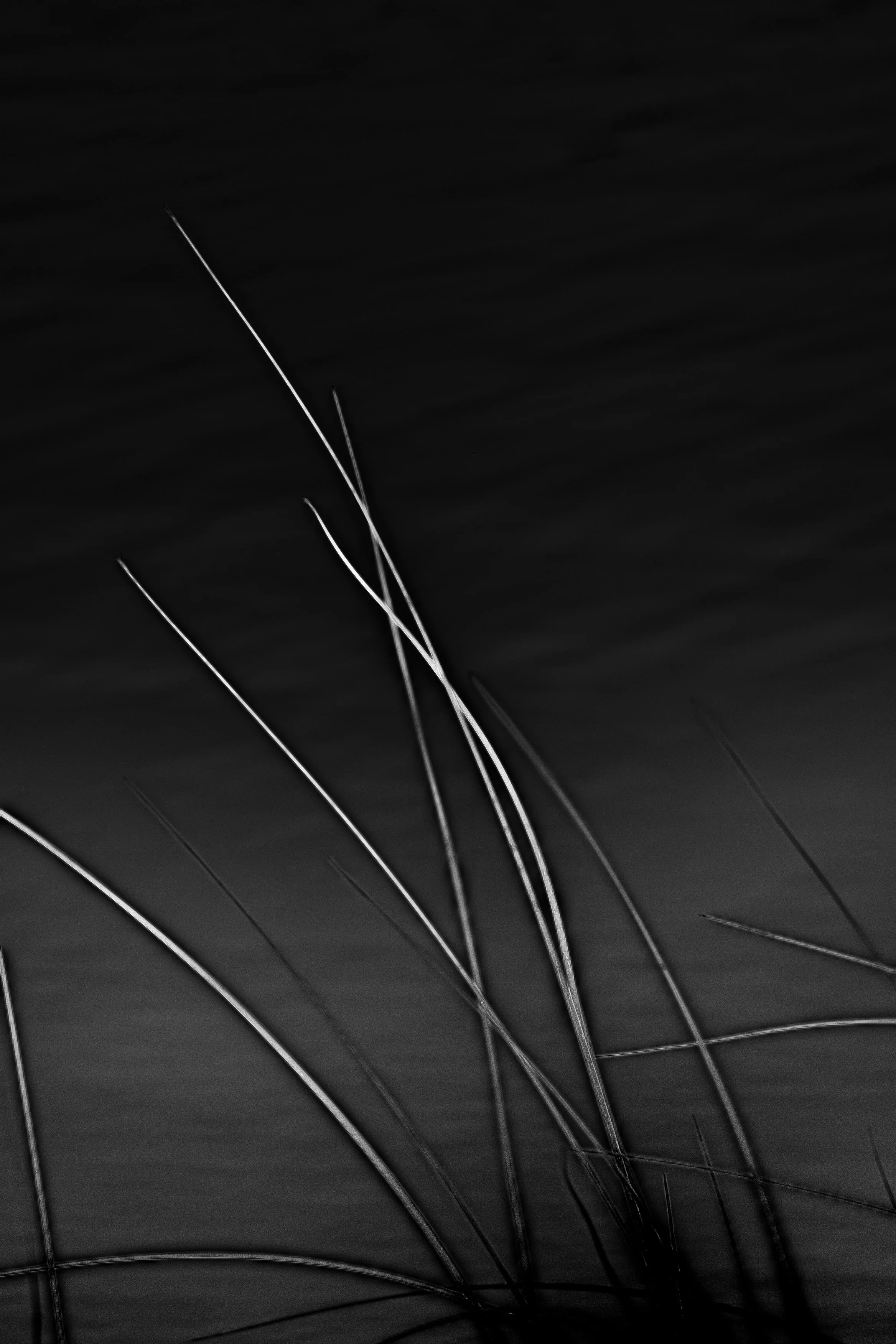 StillWind4 copy.jpg