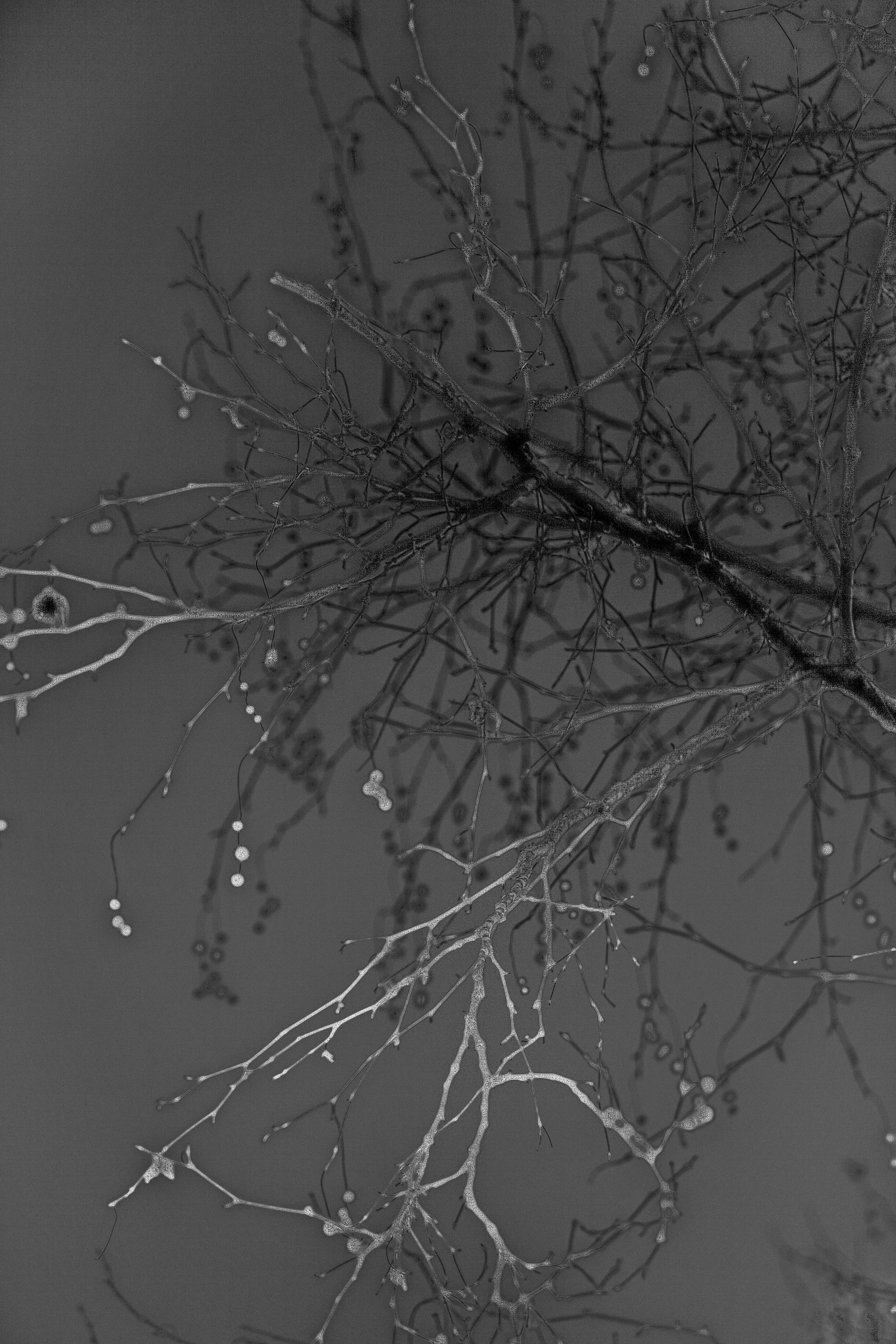 DarkForest3 copy.jpg