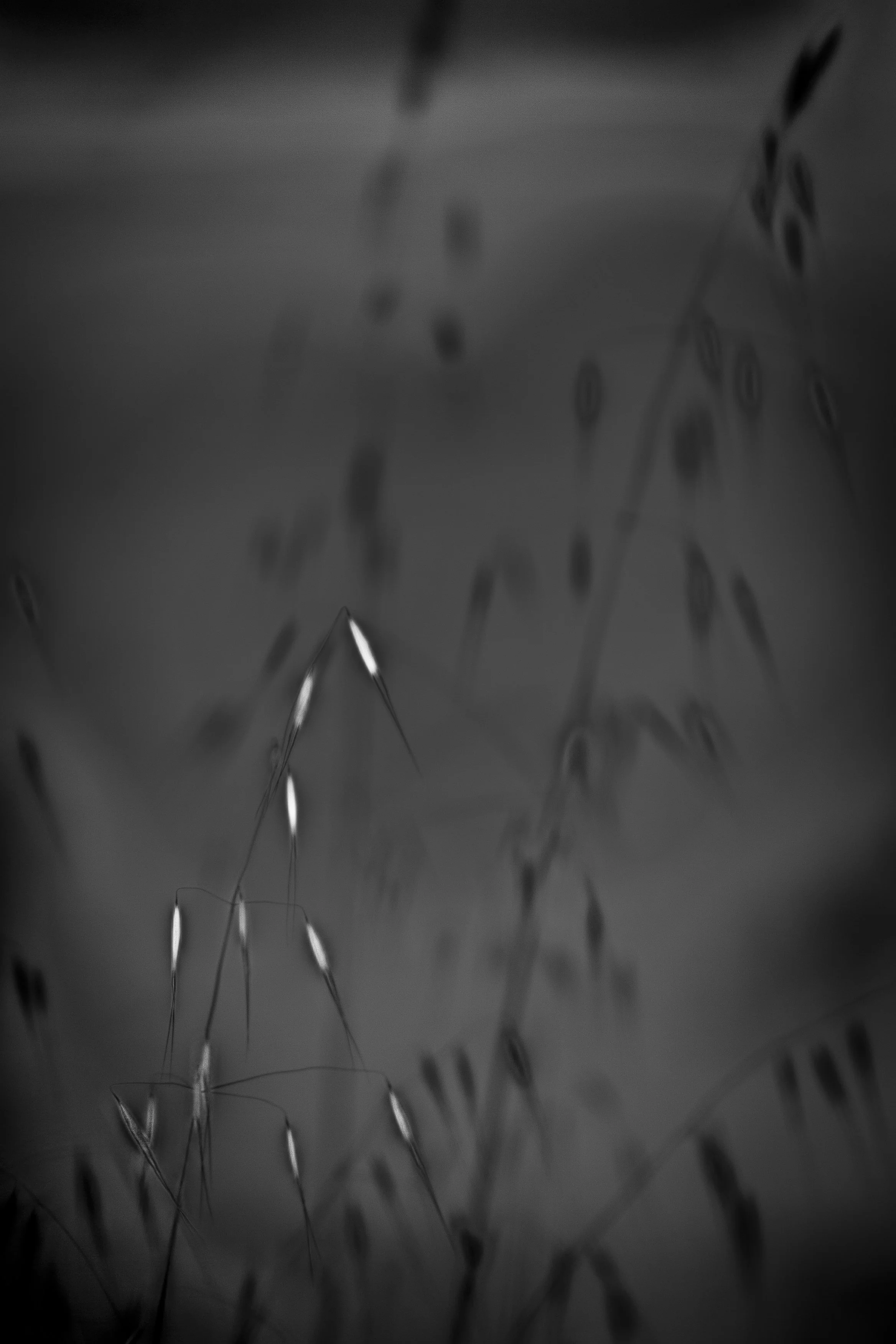 FoxTail1 copy.jpg
