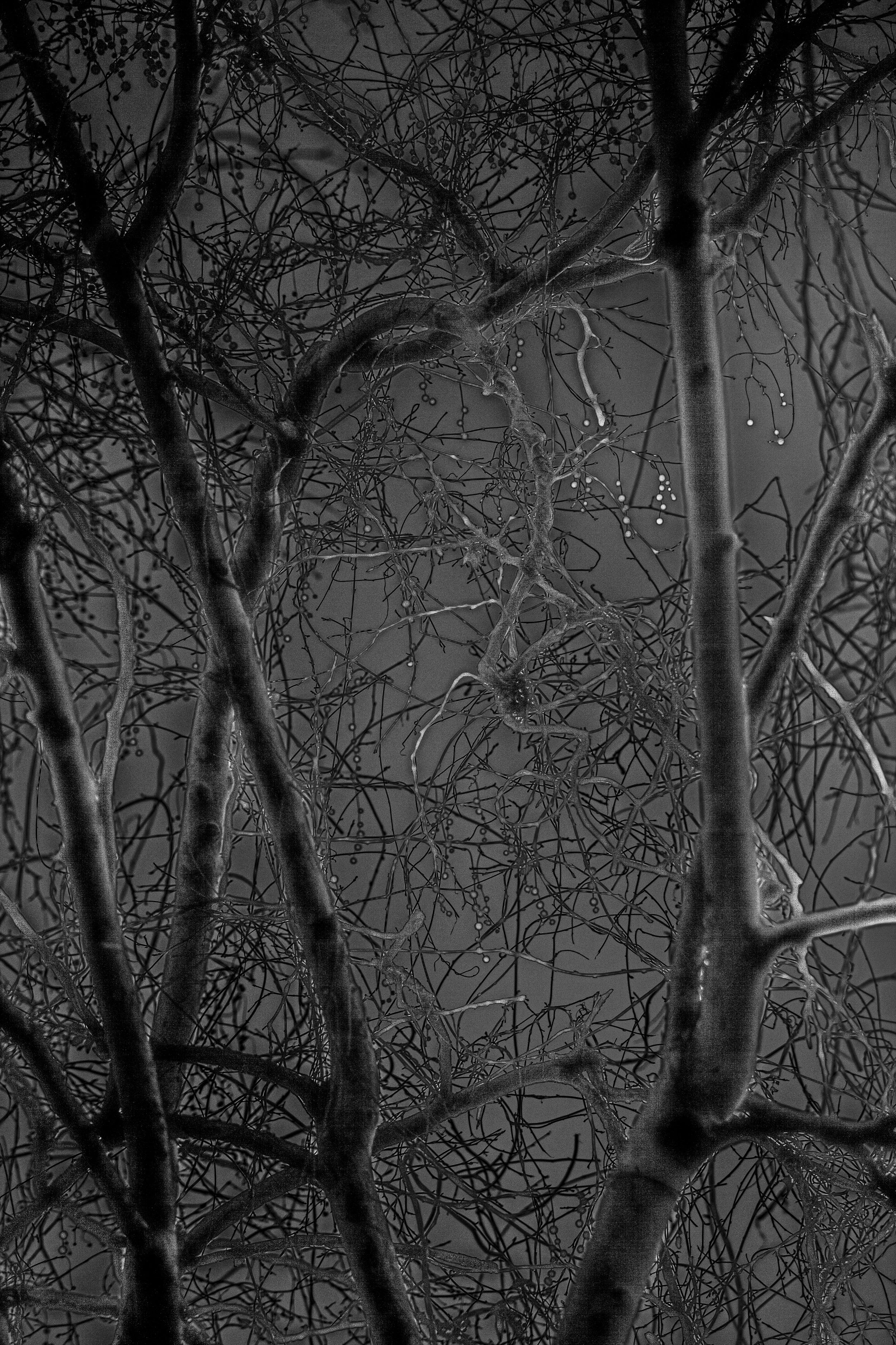 DarkForest copy.jpg