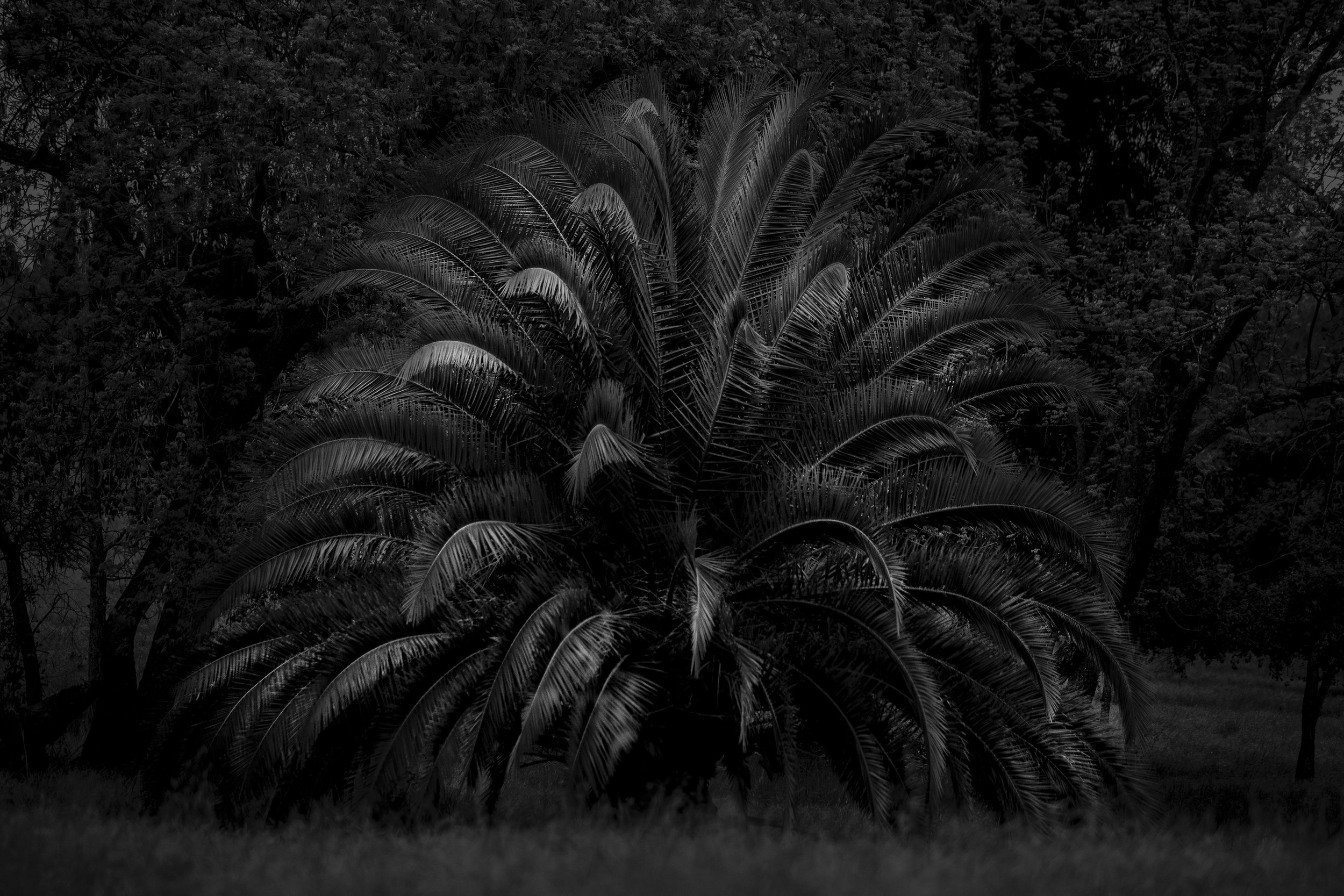 Black_Palm.jpg
