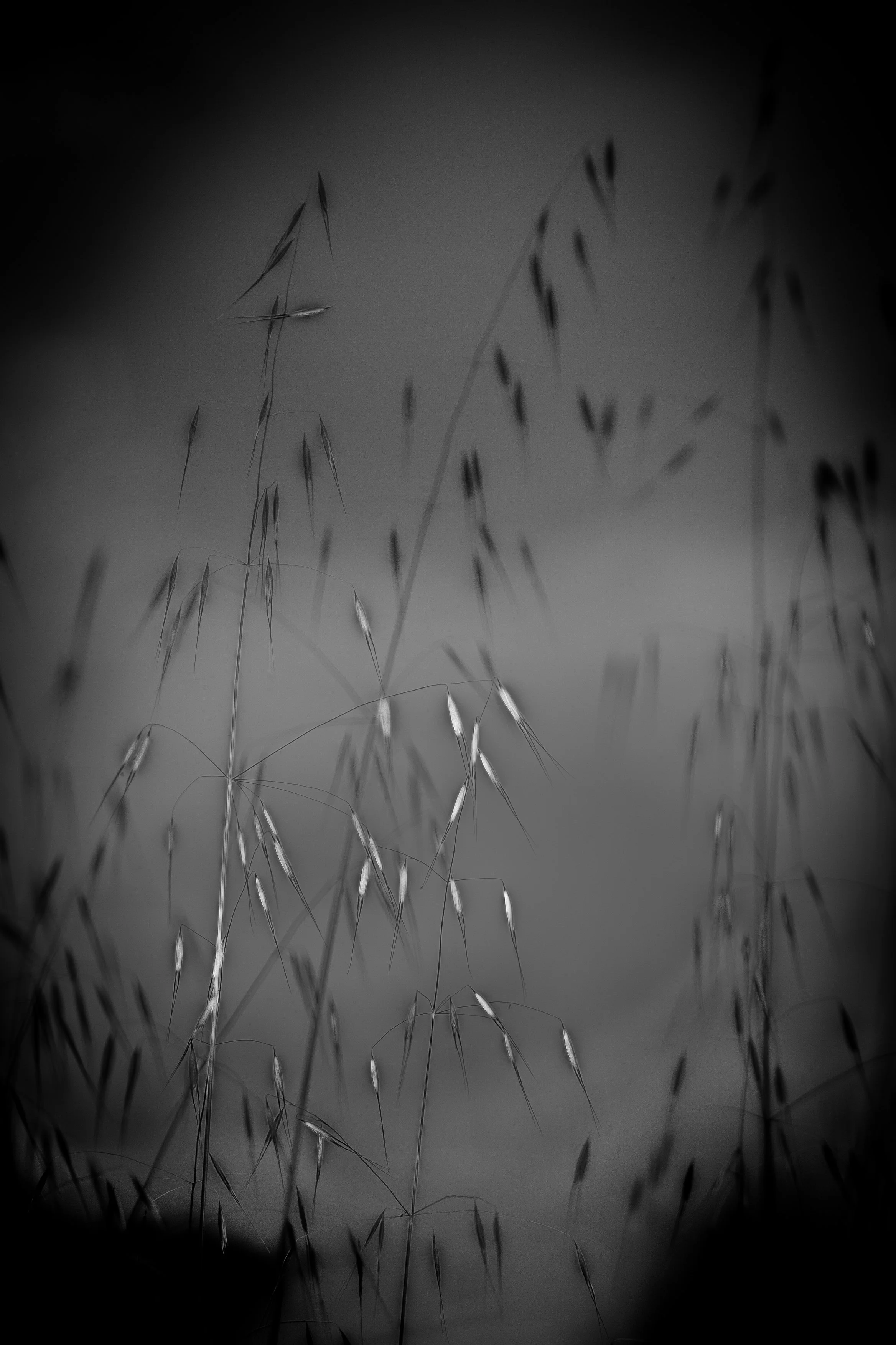 FoxTails7 copy.jpg