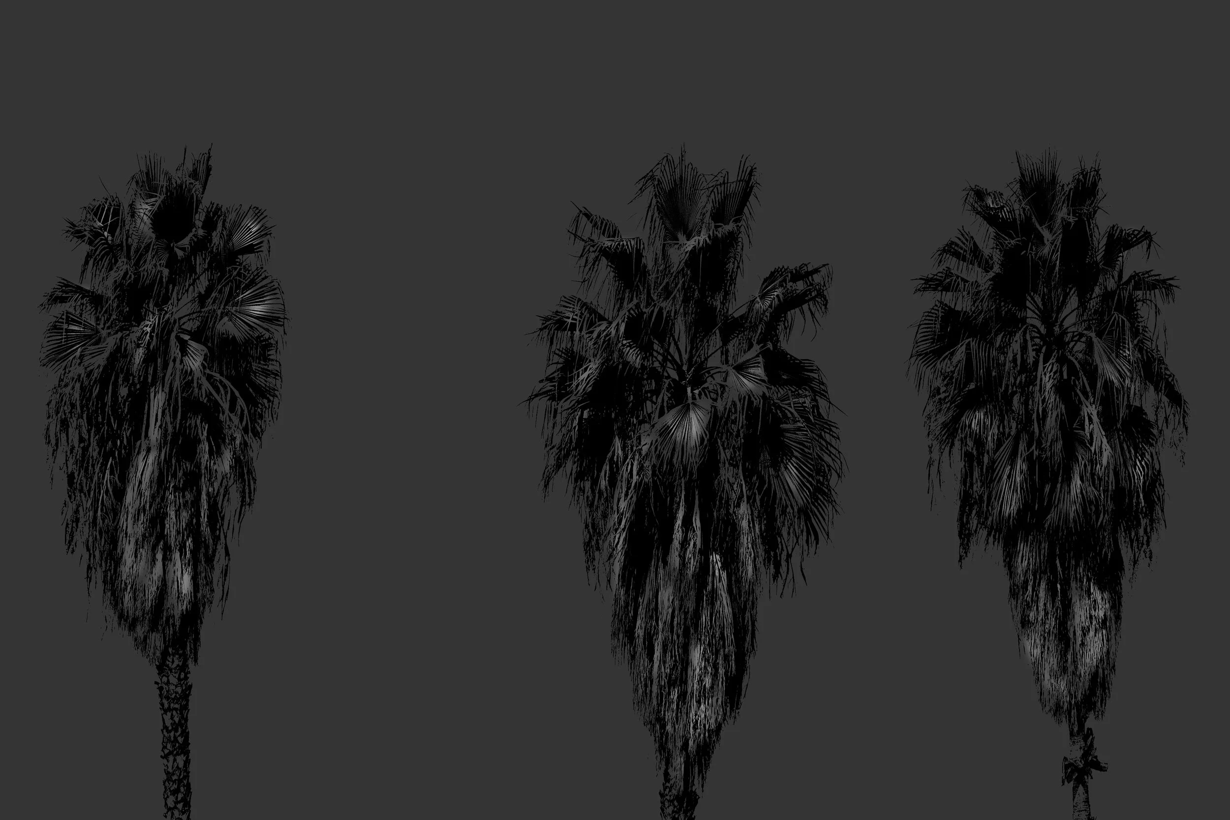 3Palms.jpg