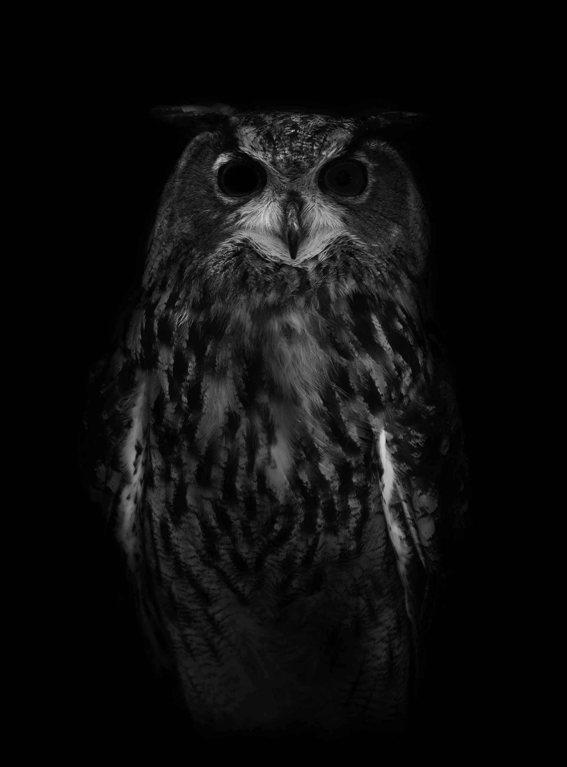 DarkOwl.jpg
