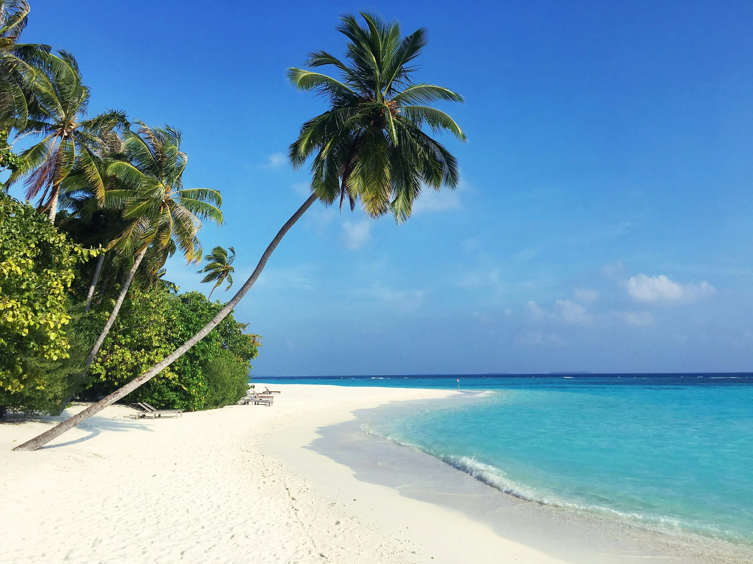 White sand beach with turqoise water, green shrubs and two palm trees