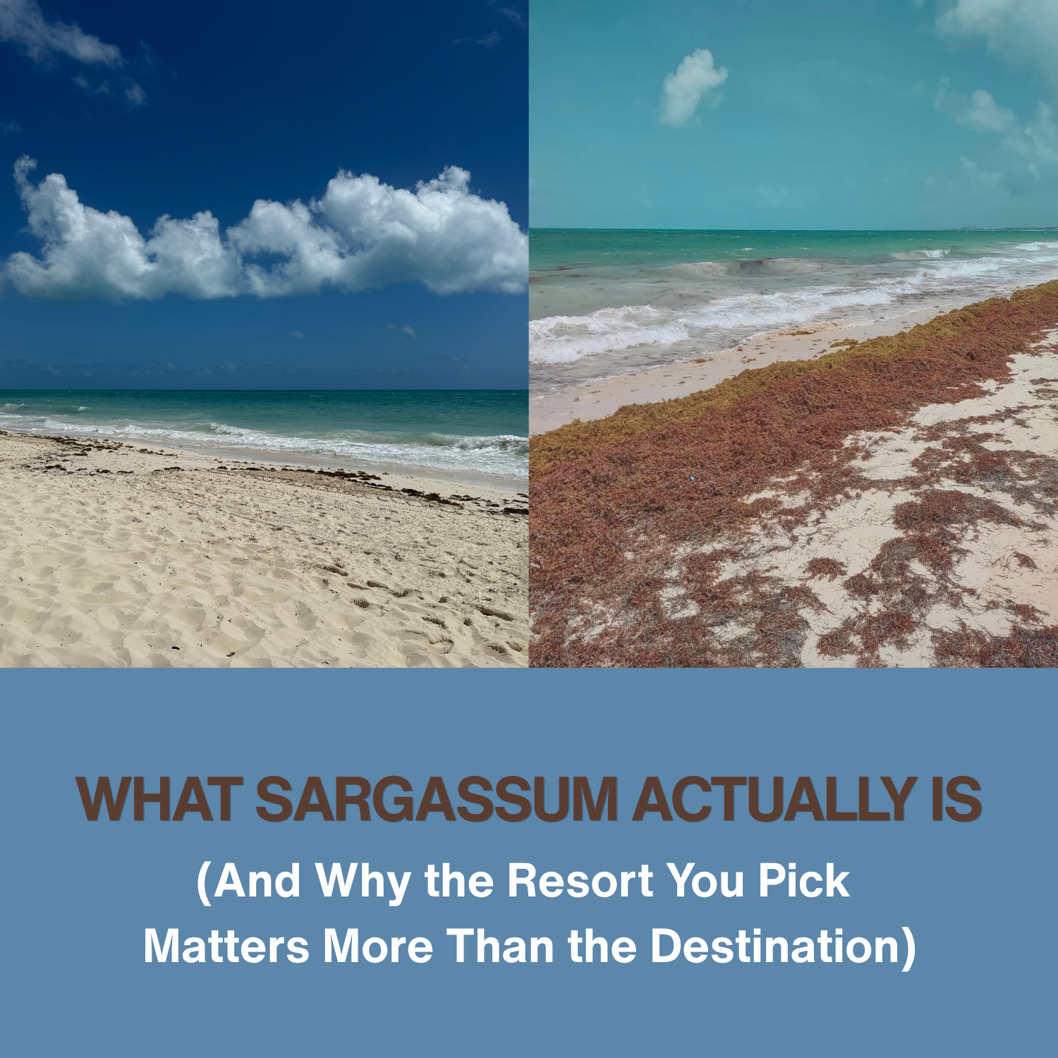 What Sargassum Actually Is (And Why the Resort You Pick Matters More Than the Destination)