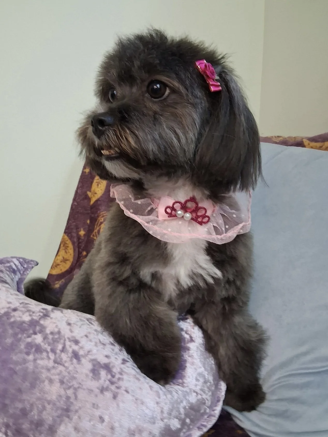 Small black dog after grooming at Paw Prints Dojo