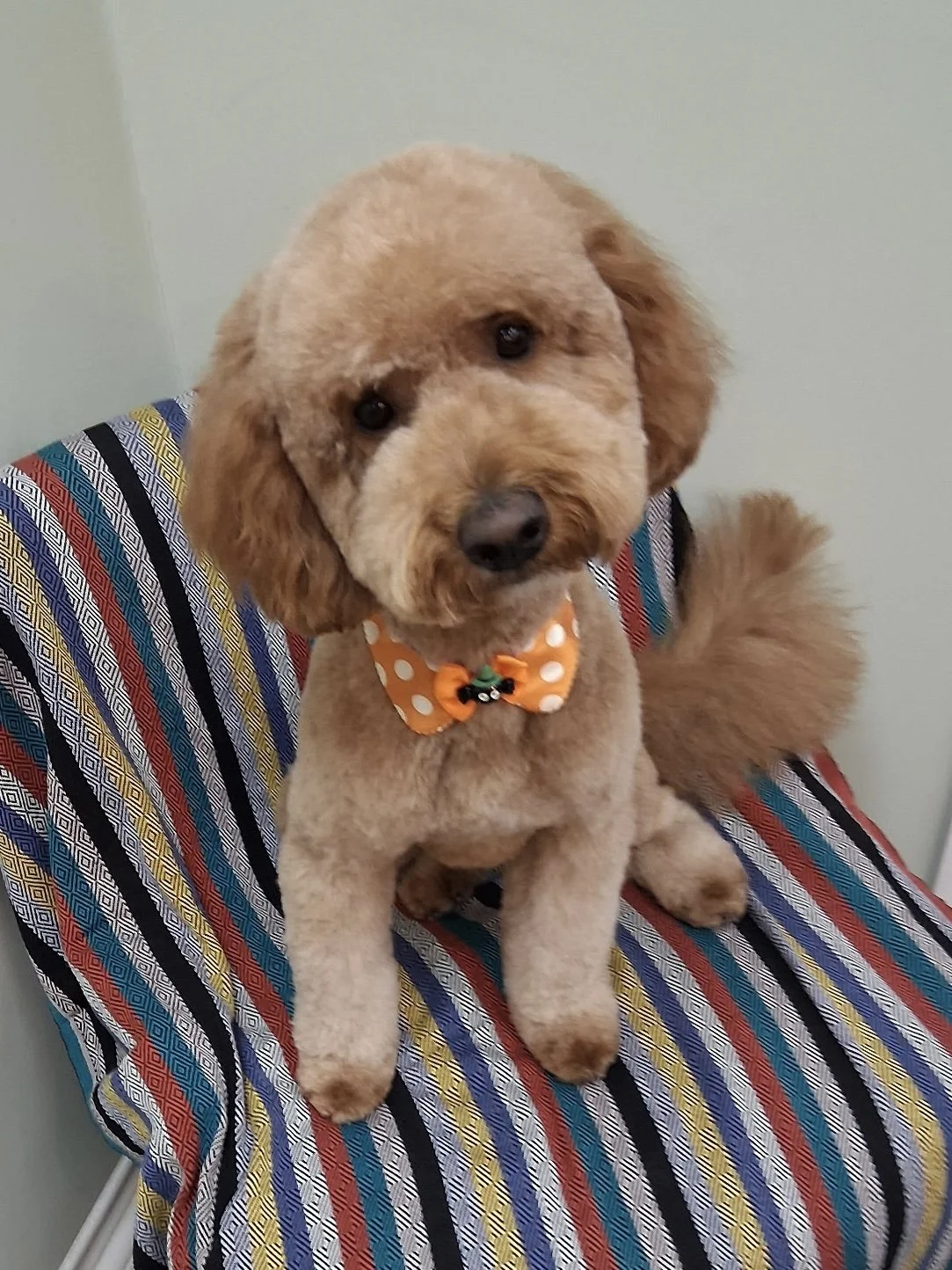 Tan curly-haired dog after grooming at Paw Prints Dojo