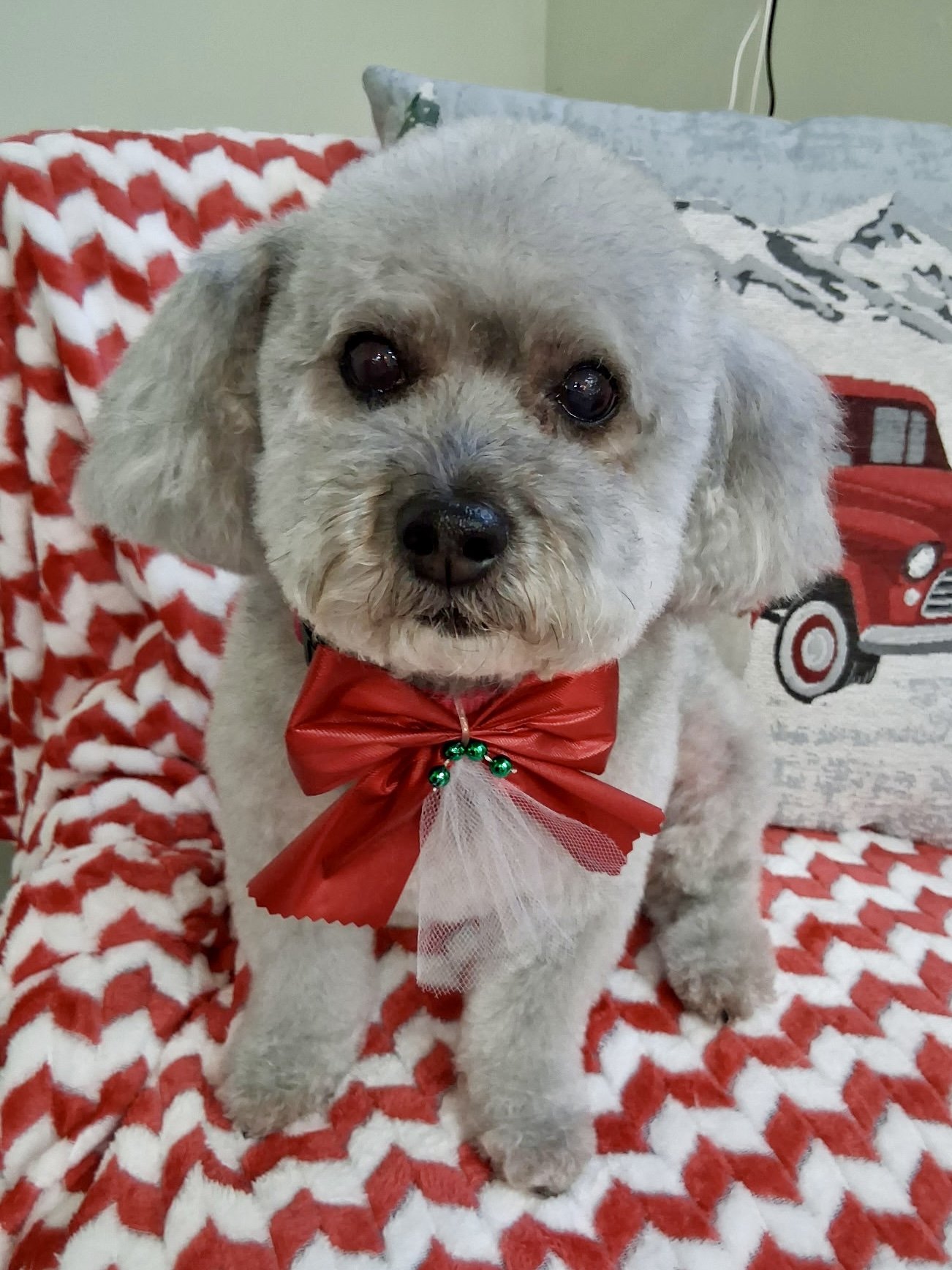 Small dog after grooming at Paw Prints Dojo