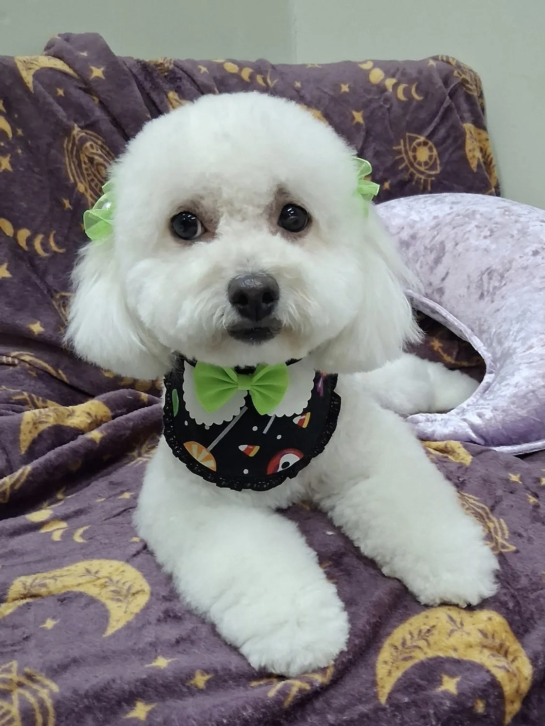 Small white dog after grooming at Paw Prints Dojo