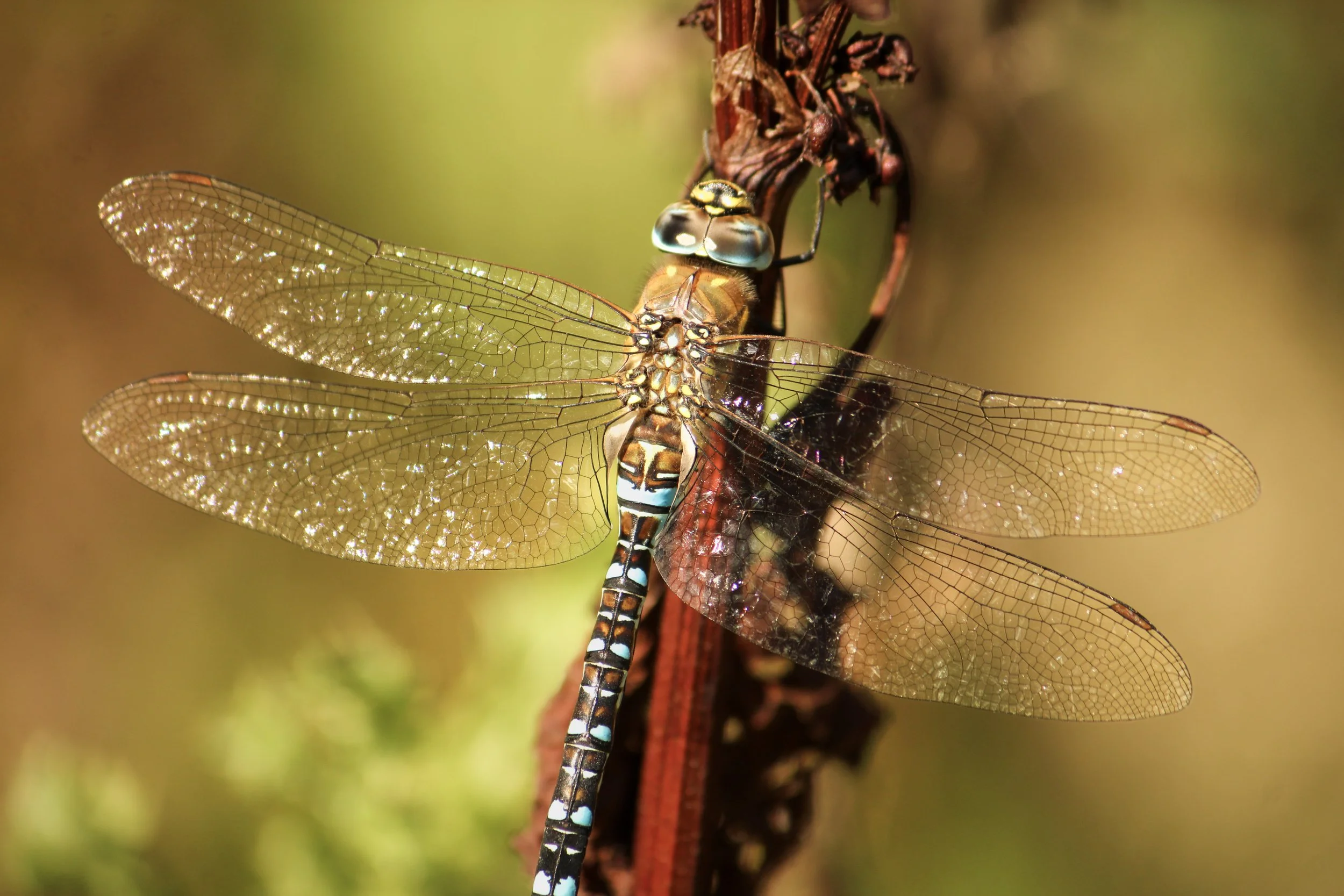 Delicate Dragonflies