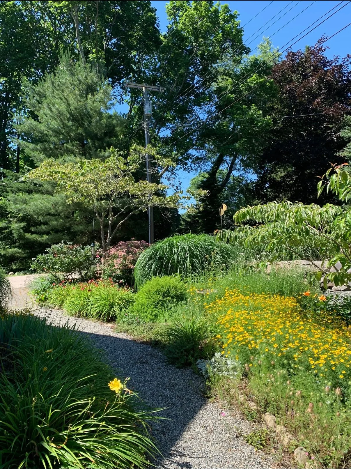 A lush garden scene with a gravel pathway, a perfect perennial garden example.