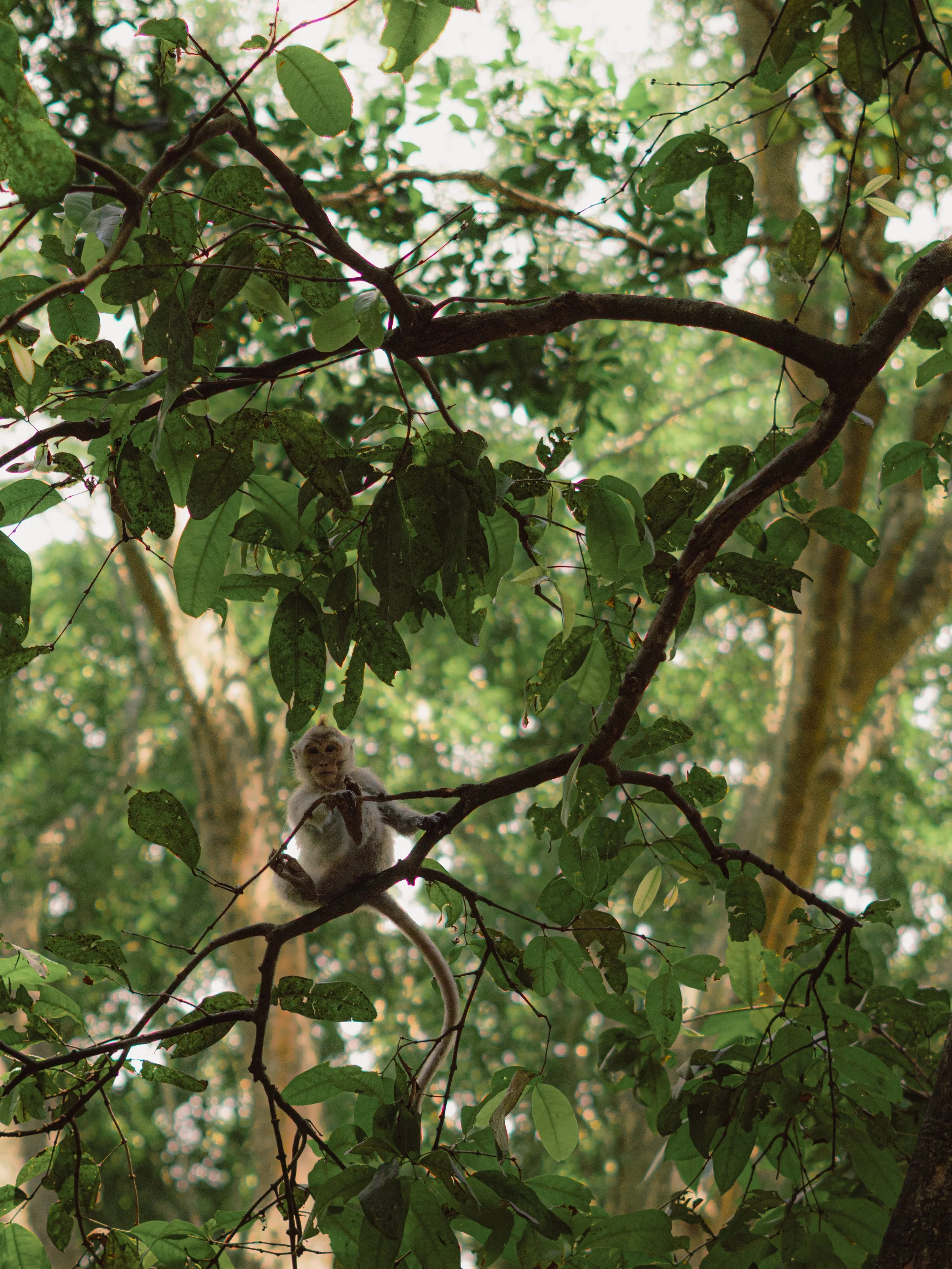 Un singe en forêt tropicale, perché sur une branche, entouré de feuillage vert dense.