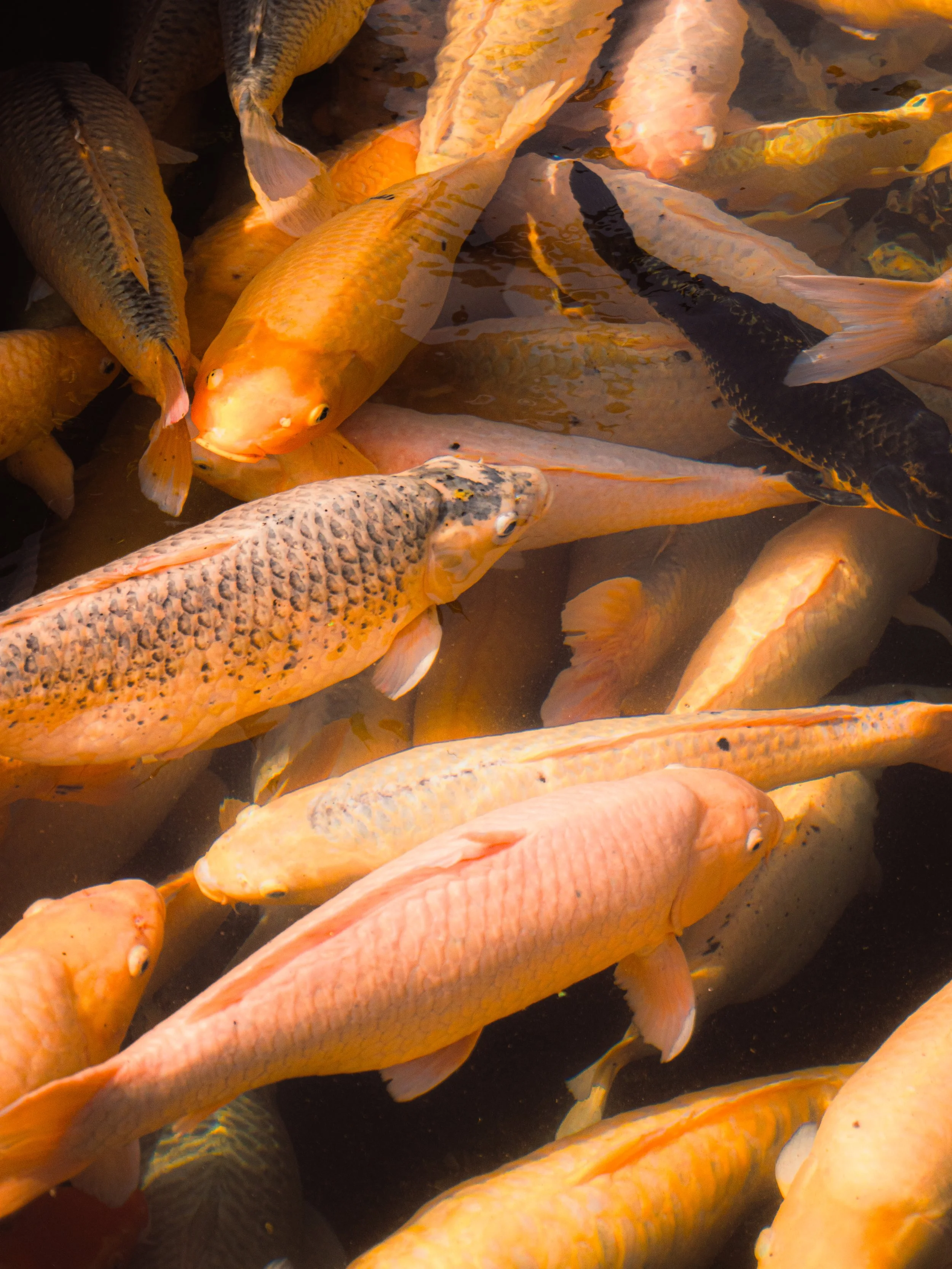 Gros plan de plusieurs poissons, des carpes koi, de différentes couleurs nageant dans l'eau