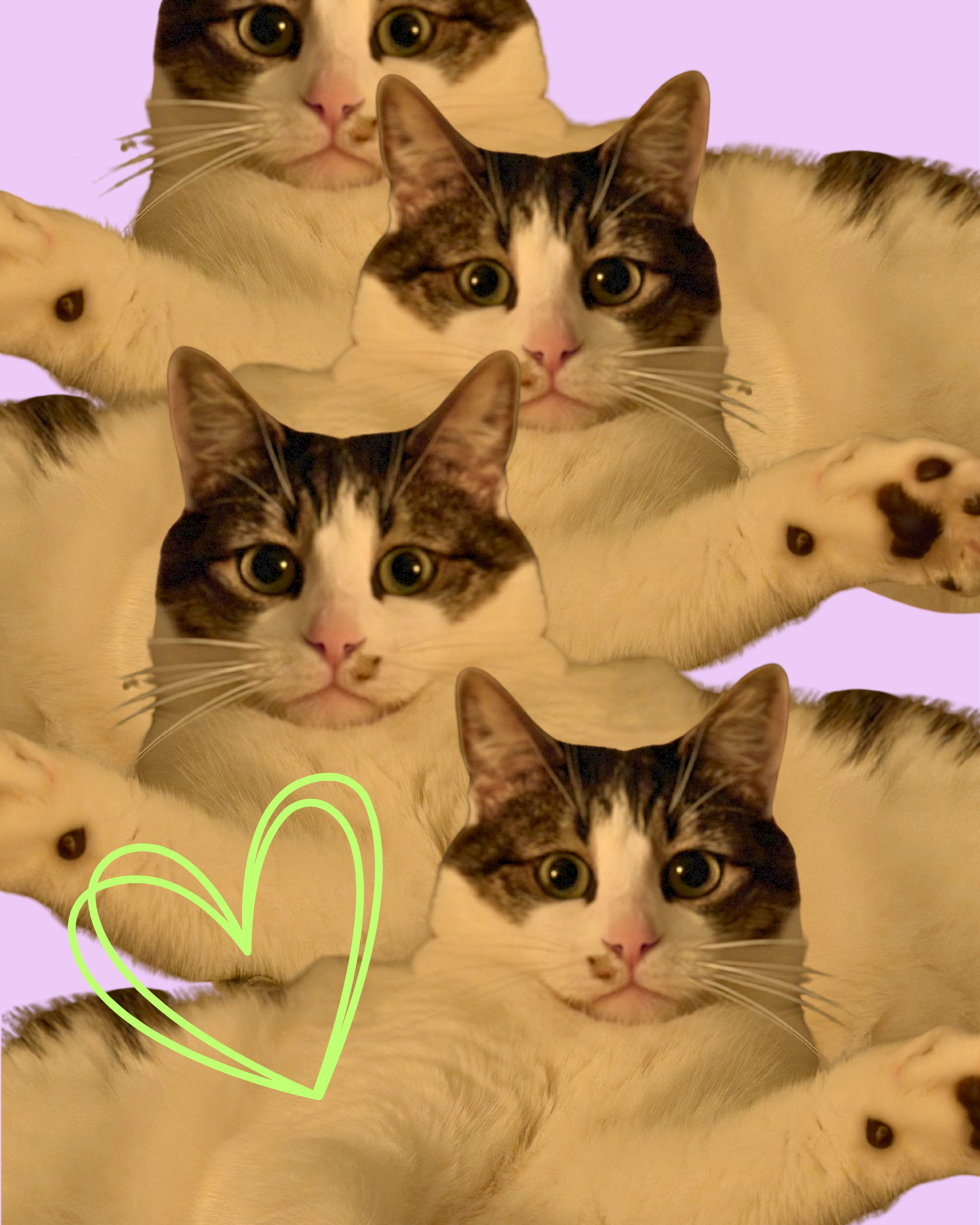 Multiple cats with tabby and white fur, some with pink noses and yellow eyes, some with dark markings on their heads and faces, overlapping and laying close together on a surface with a purple background, some with paws visible.