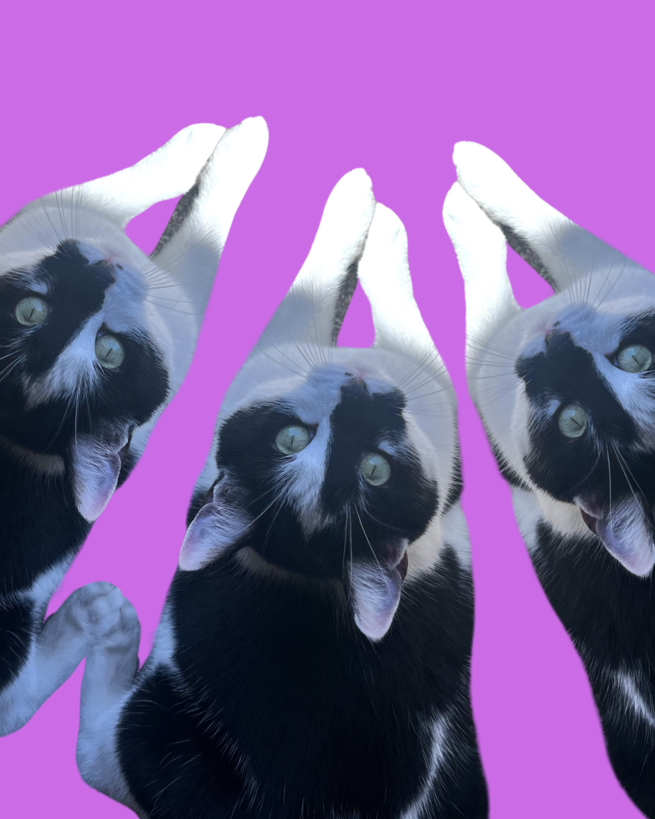 Three black and white cats with green eyes lying upside down on a purple background, with their front paws touching.