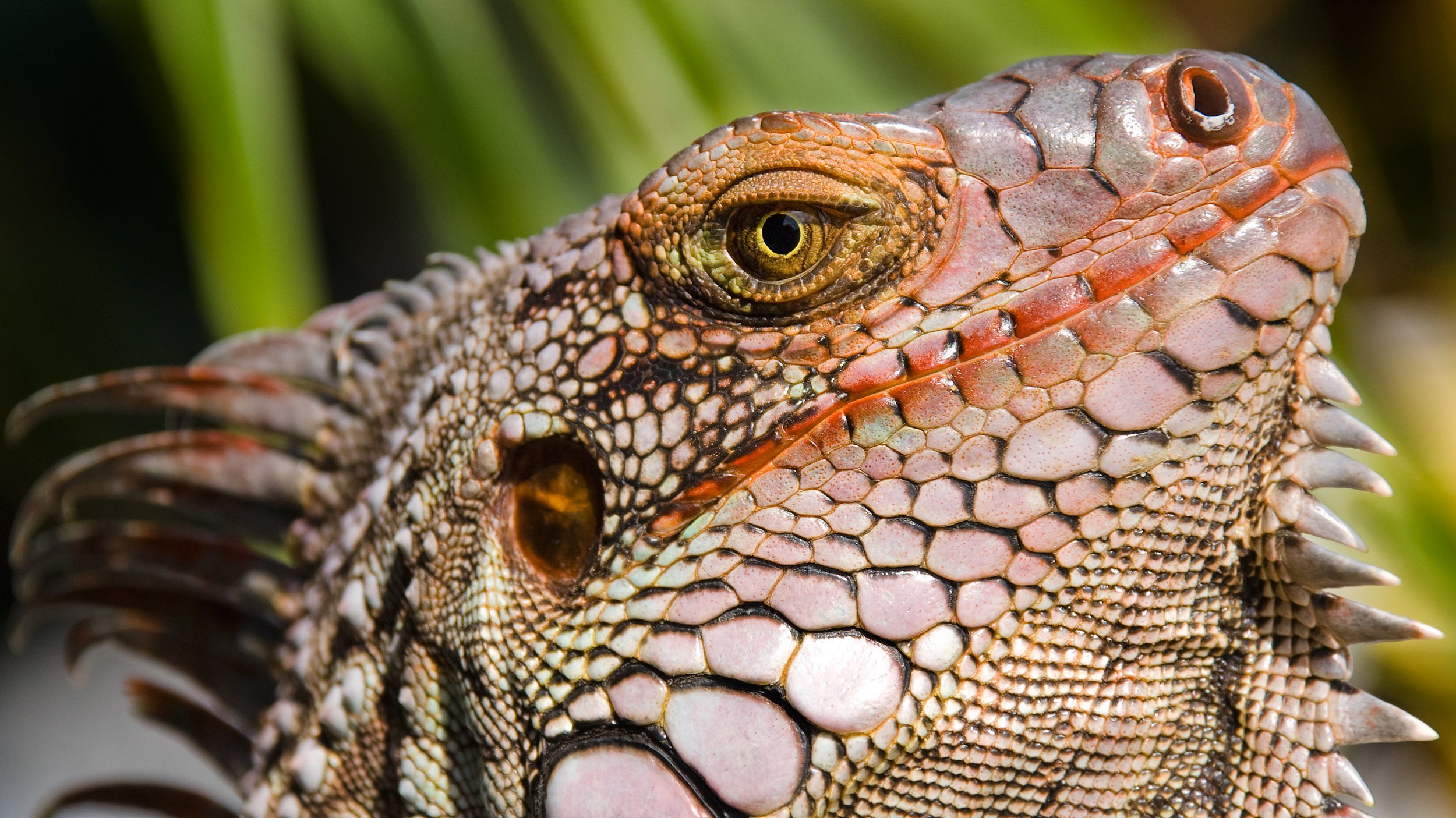 Guapo iguana
