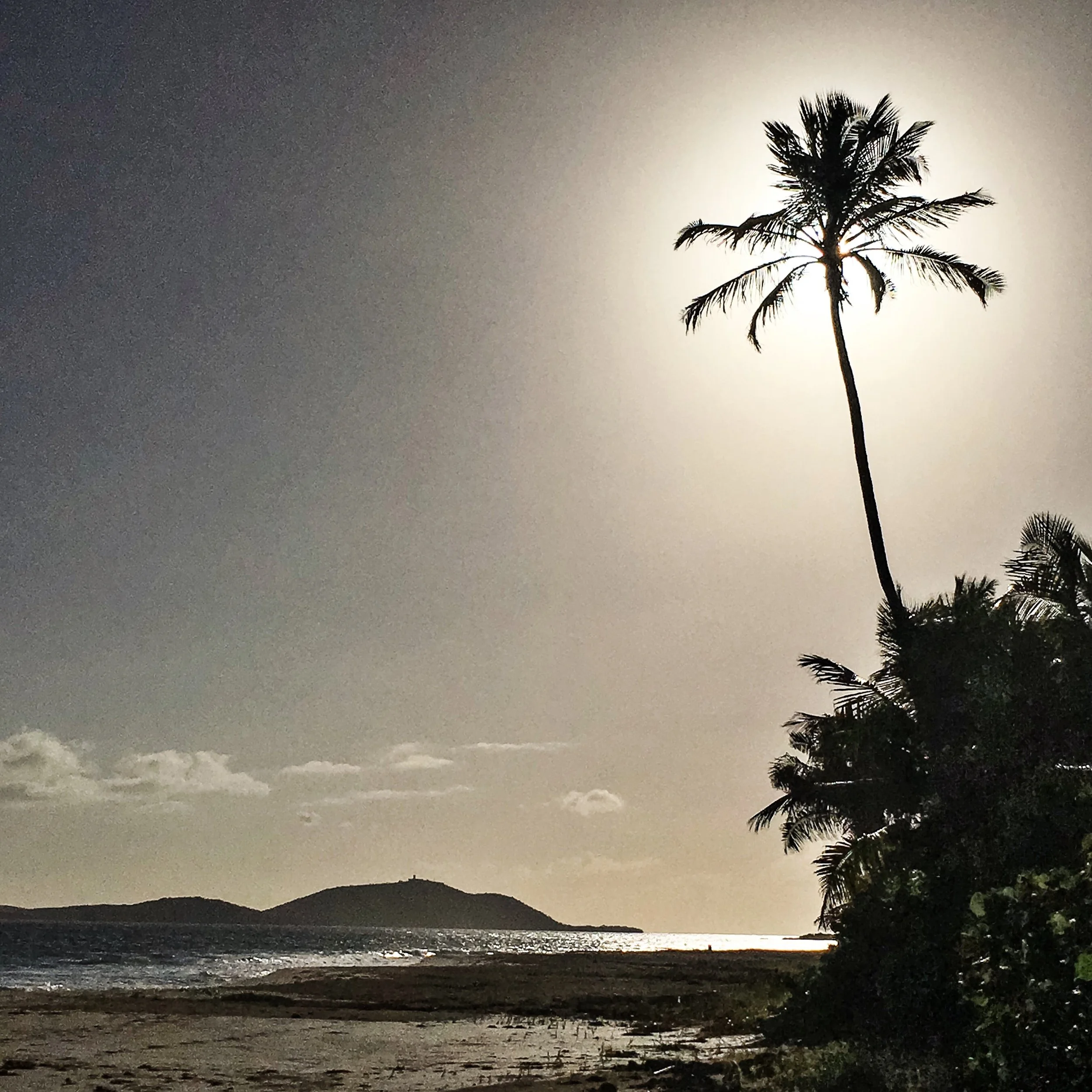 Zoni palm and Culebrita