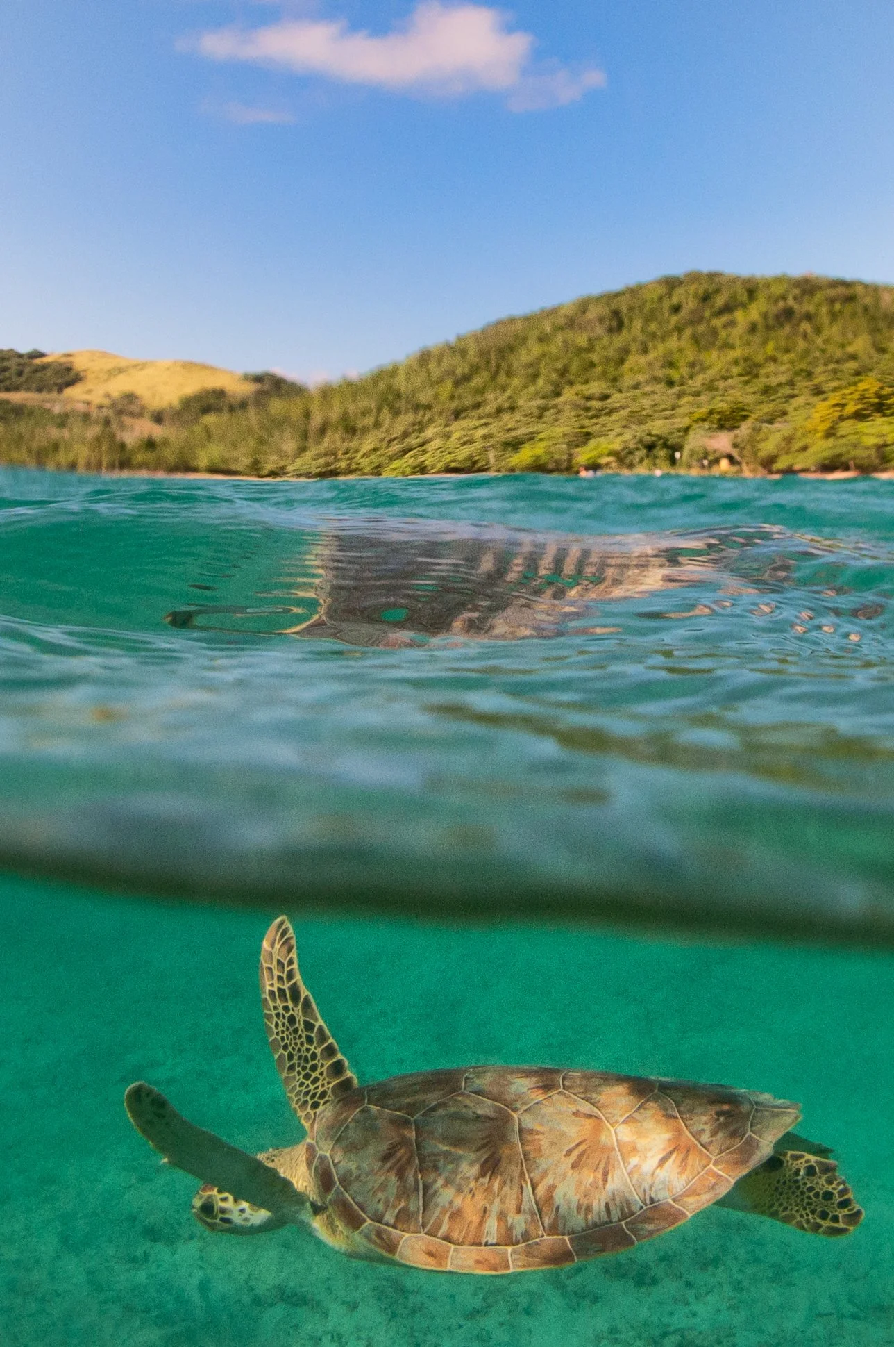 Tamarindo turtle