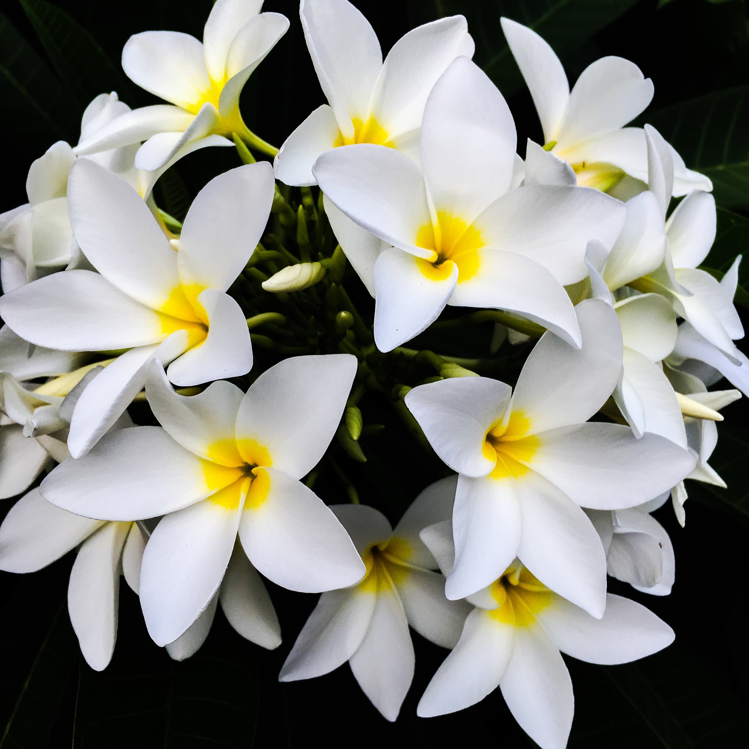 Frangipani