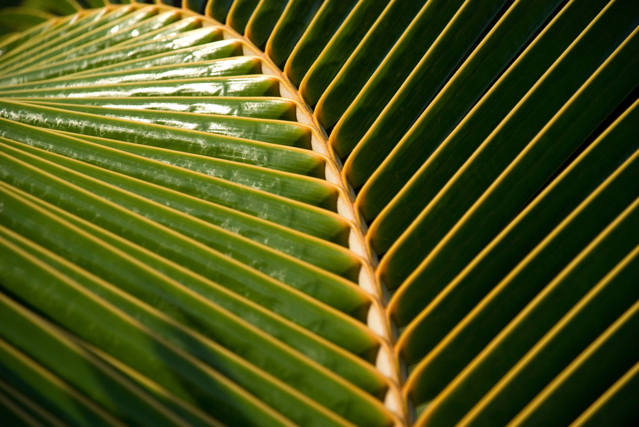 Beach palm
