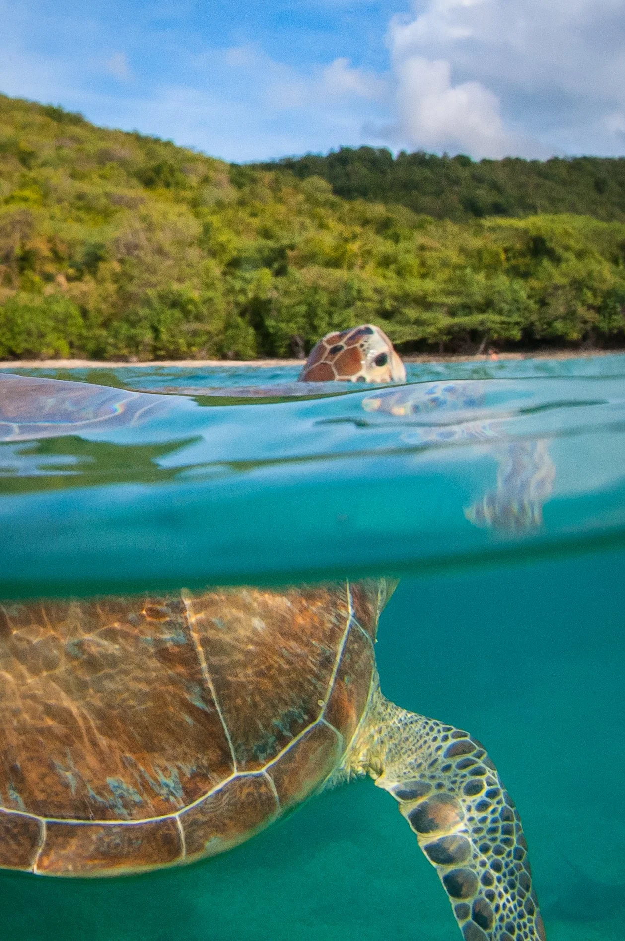 Tamarindo turtle