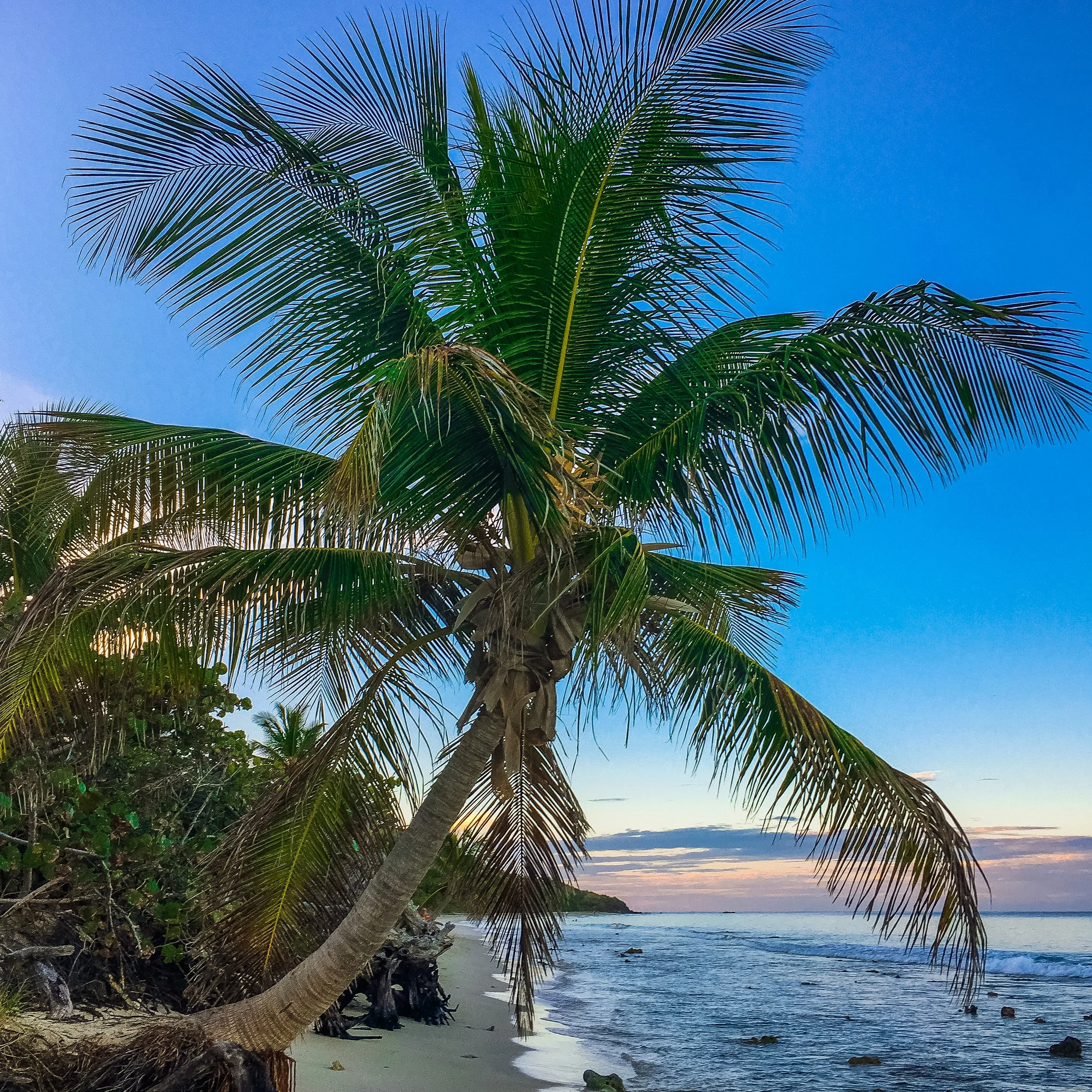 Zoni beach palm