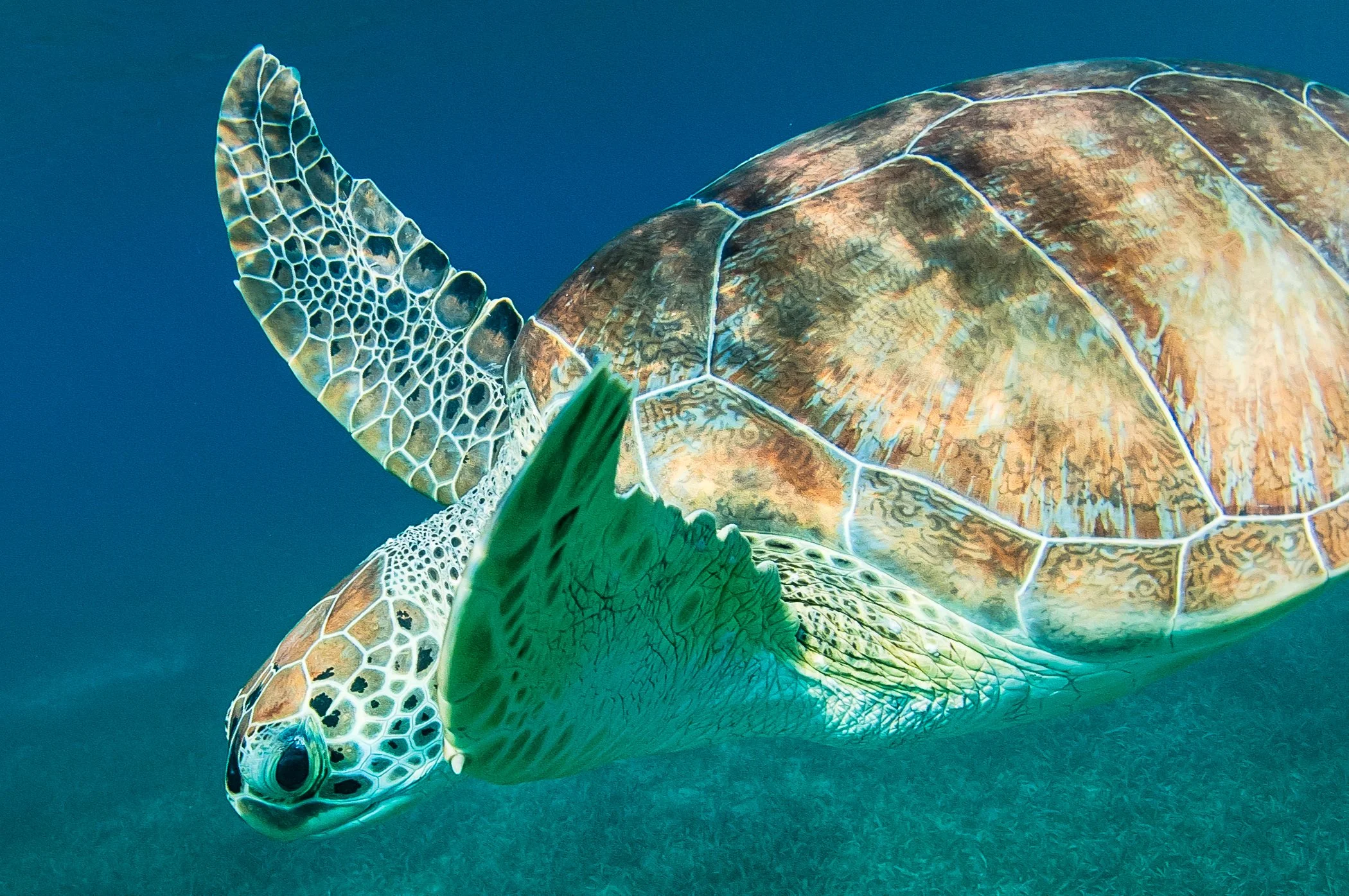 Green sea turtle