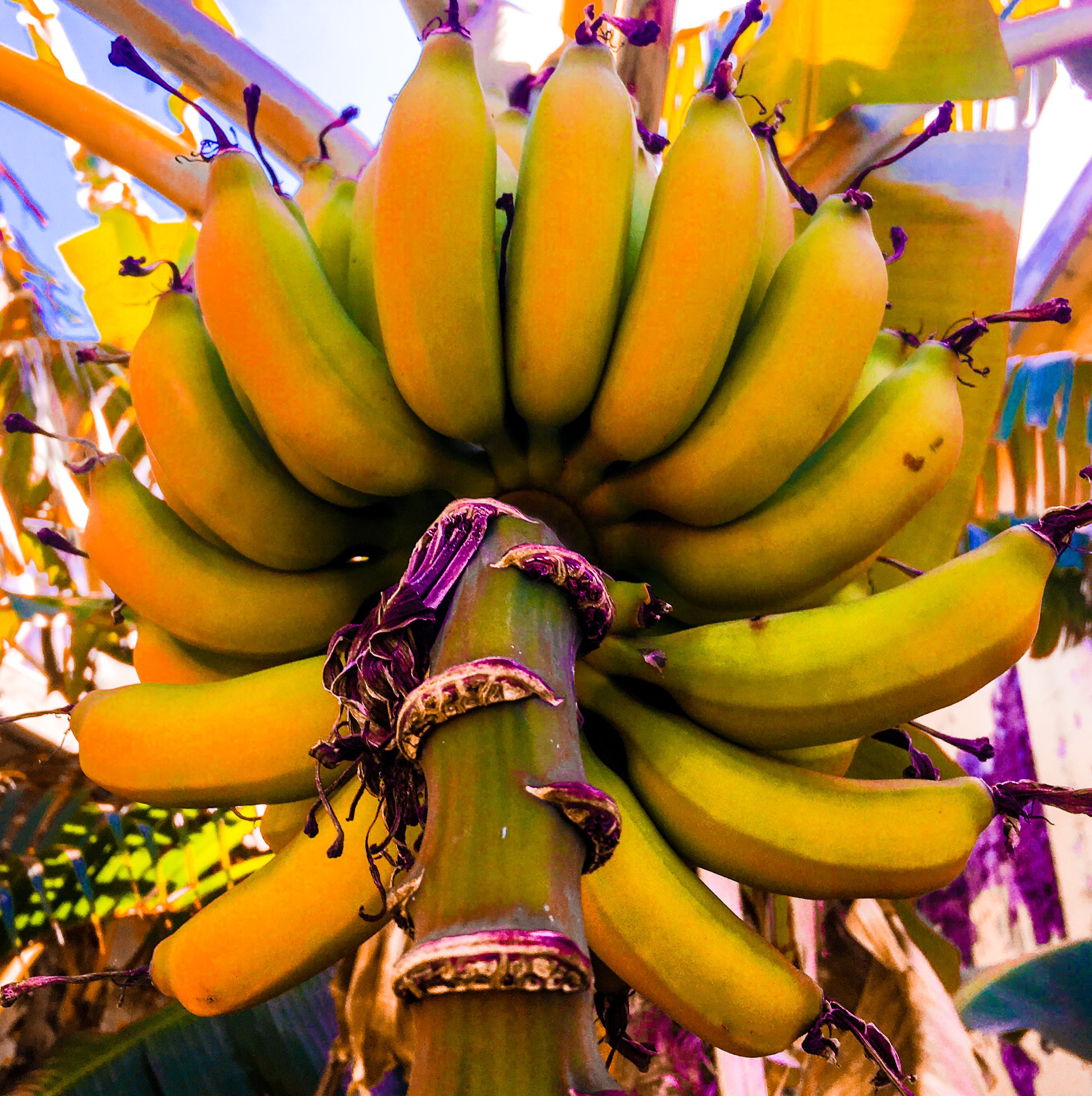 Culebra bananas