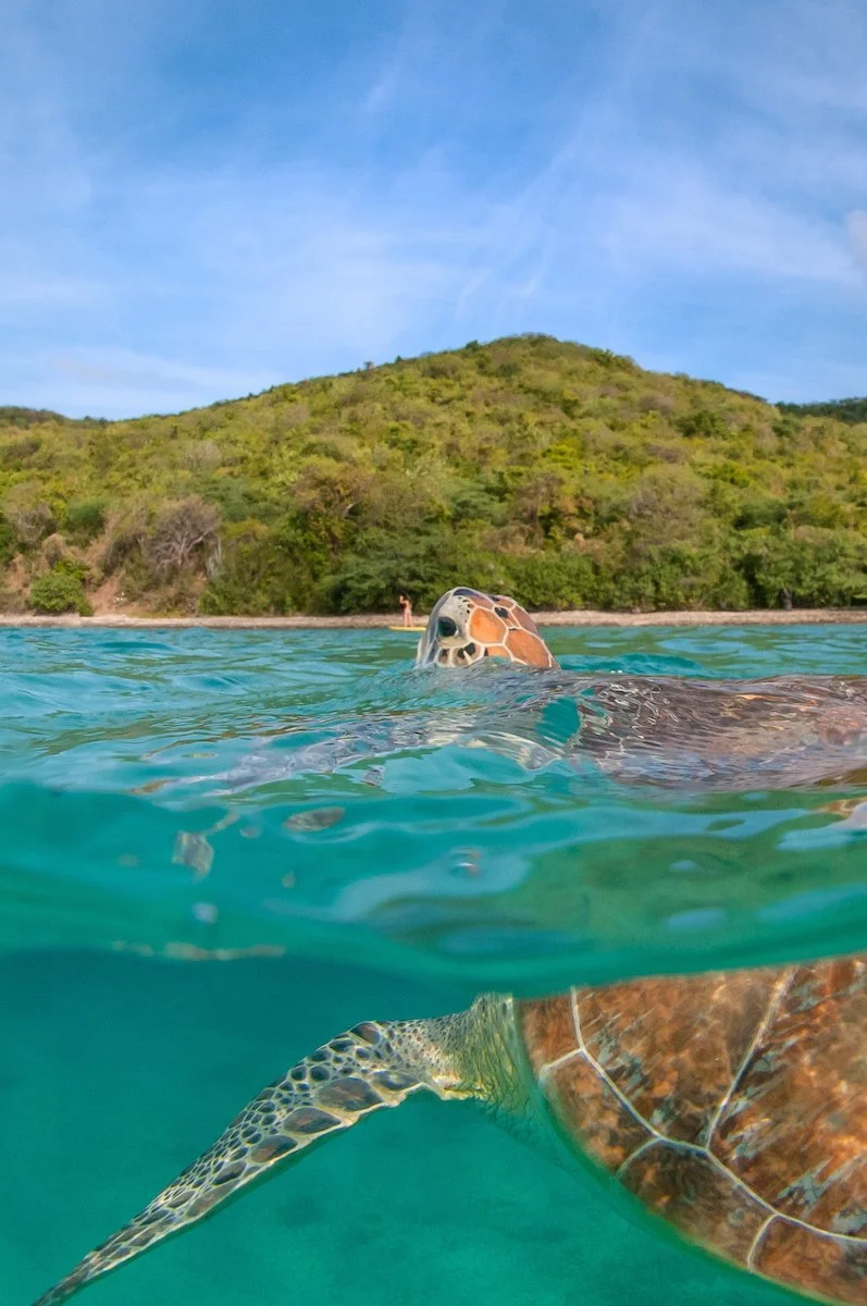 Big turtle, little paddleboarder