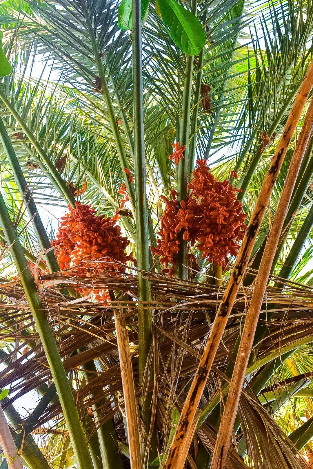 Melones Palms